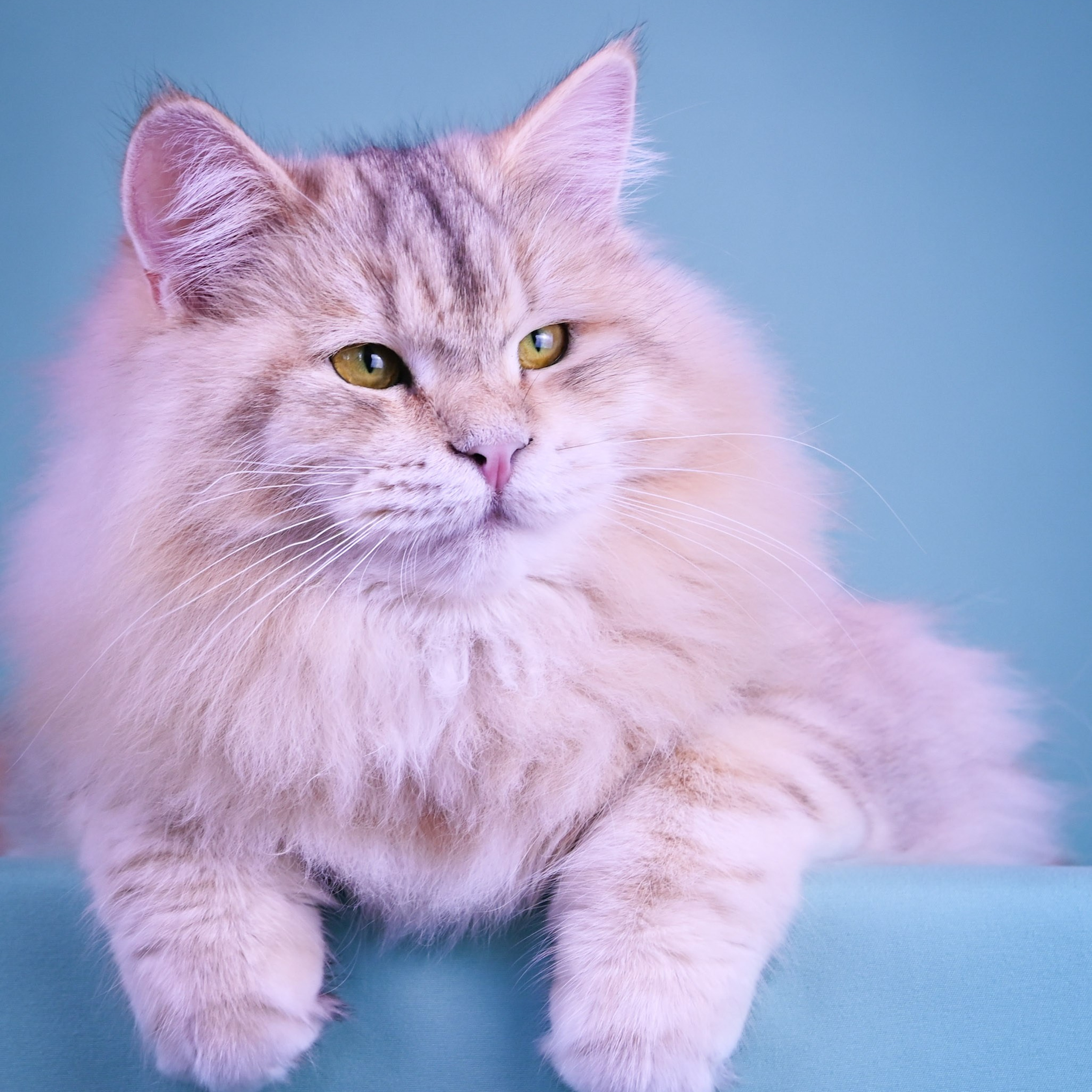 bimetallic Siberian queen Taisiya showing full plume tail and profile - hypoallergenic beauty from Texas