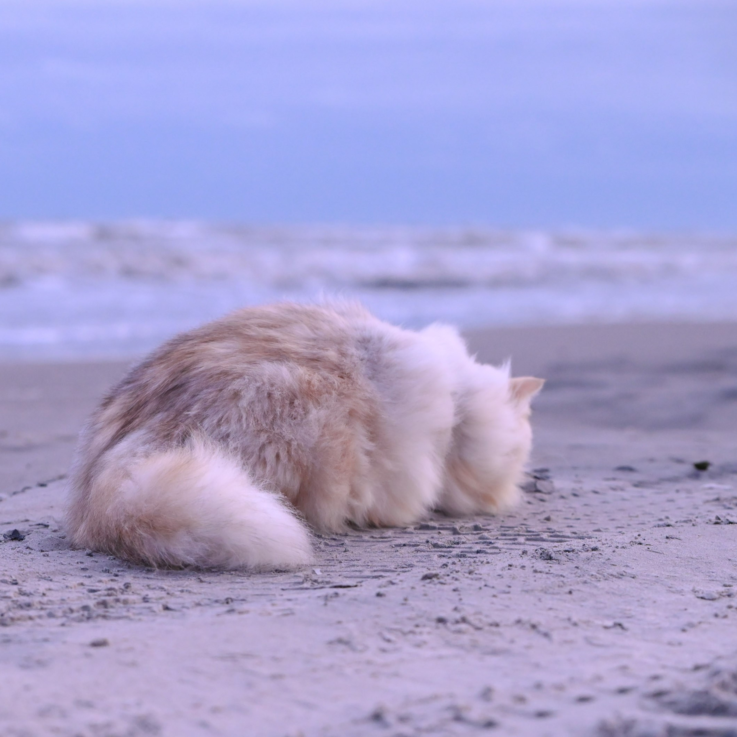 Taisiya,sunshine silver Siberian queen enjoying peaceful moment on the beach - hypoallergenic and serene in coastal setting
