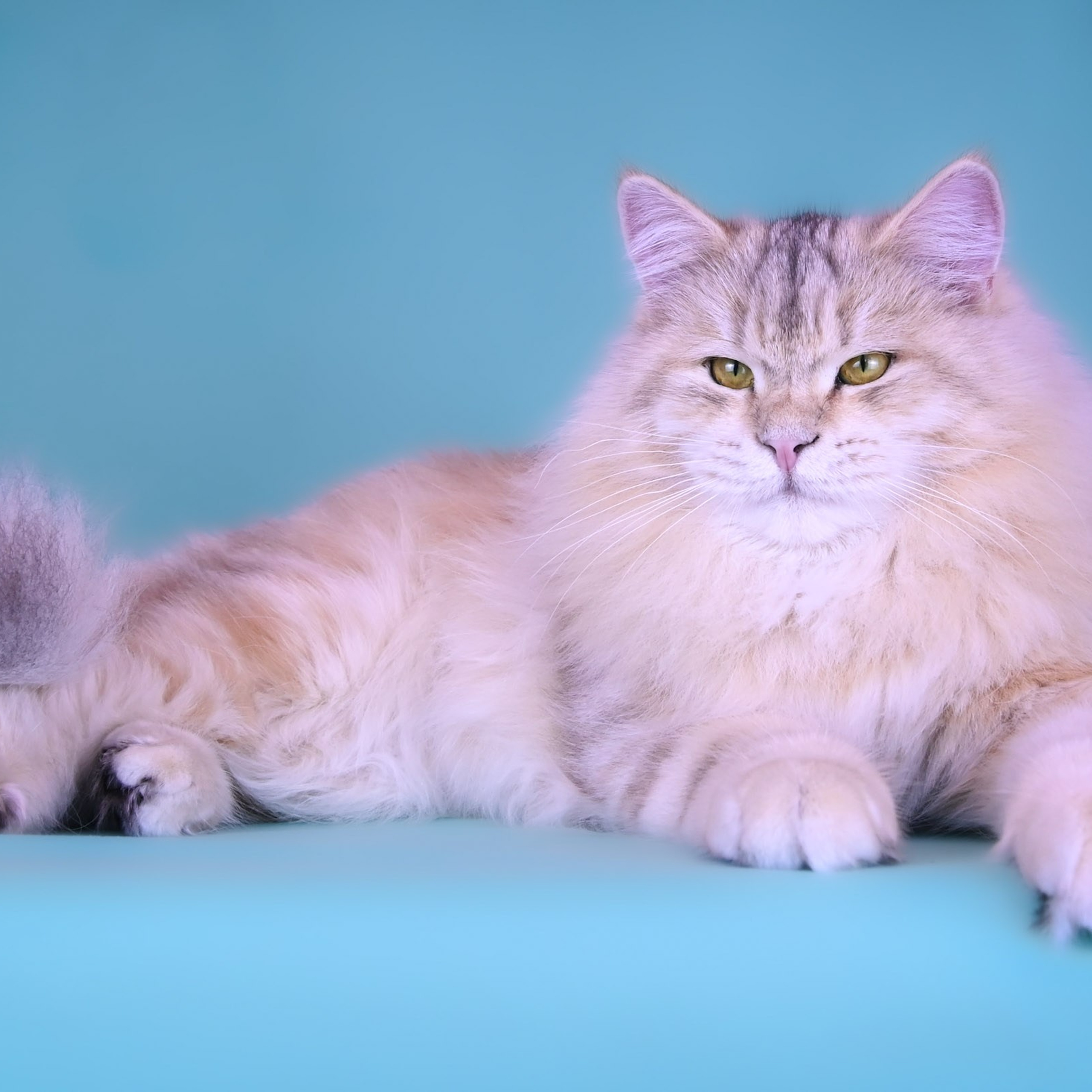 Taisiyam sunshine silver torbie Siberian queen lounging on teal surface - affectionate and gentle hypoallergenic cat from Astera lines