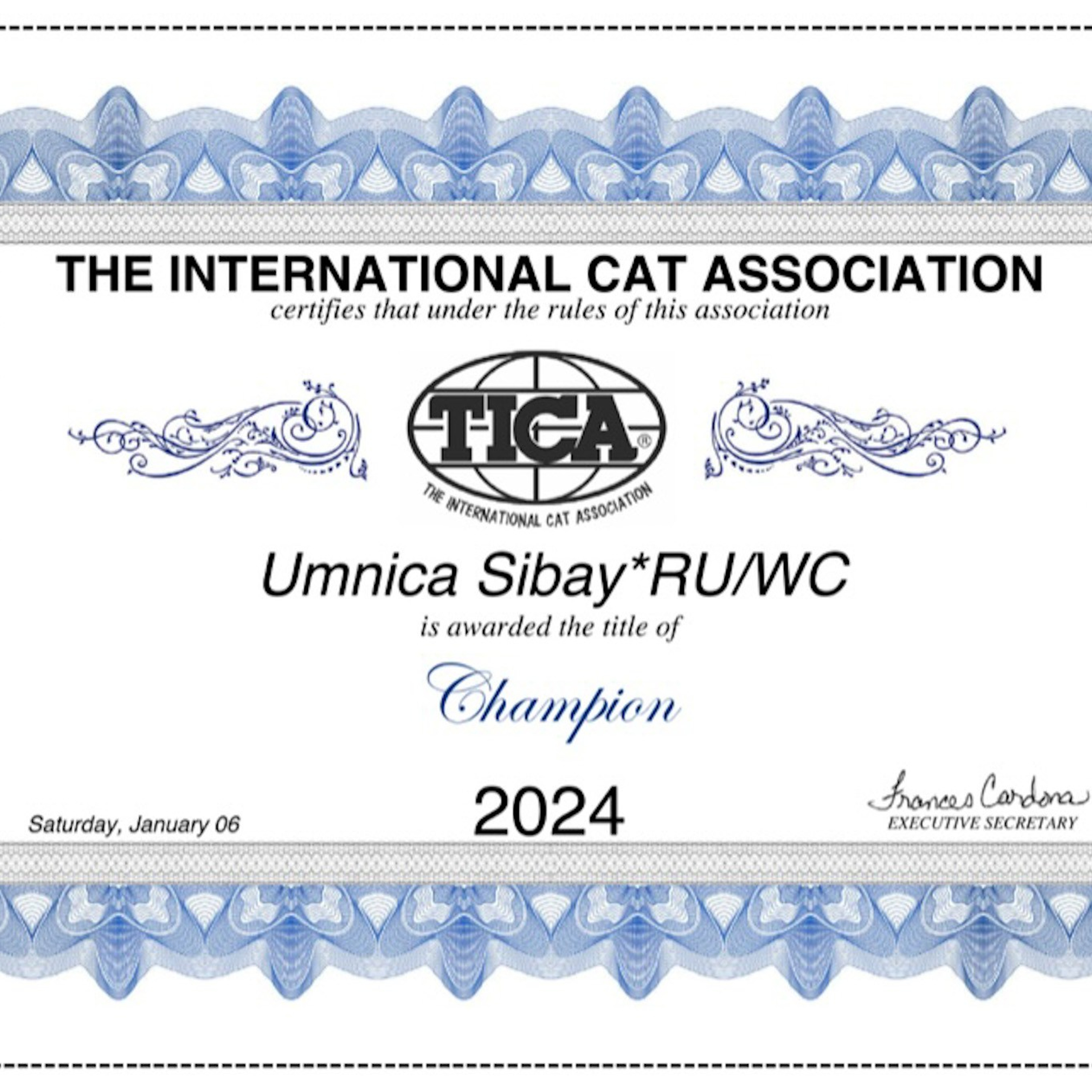 TICA championship title for Siberian brown tabby female cat from Texas cat show