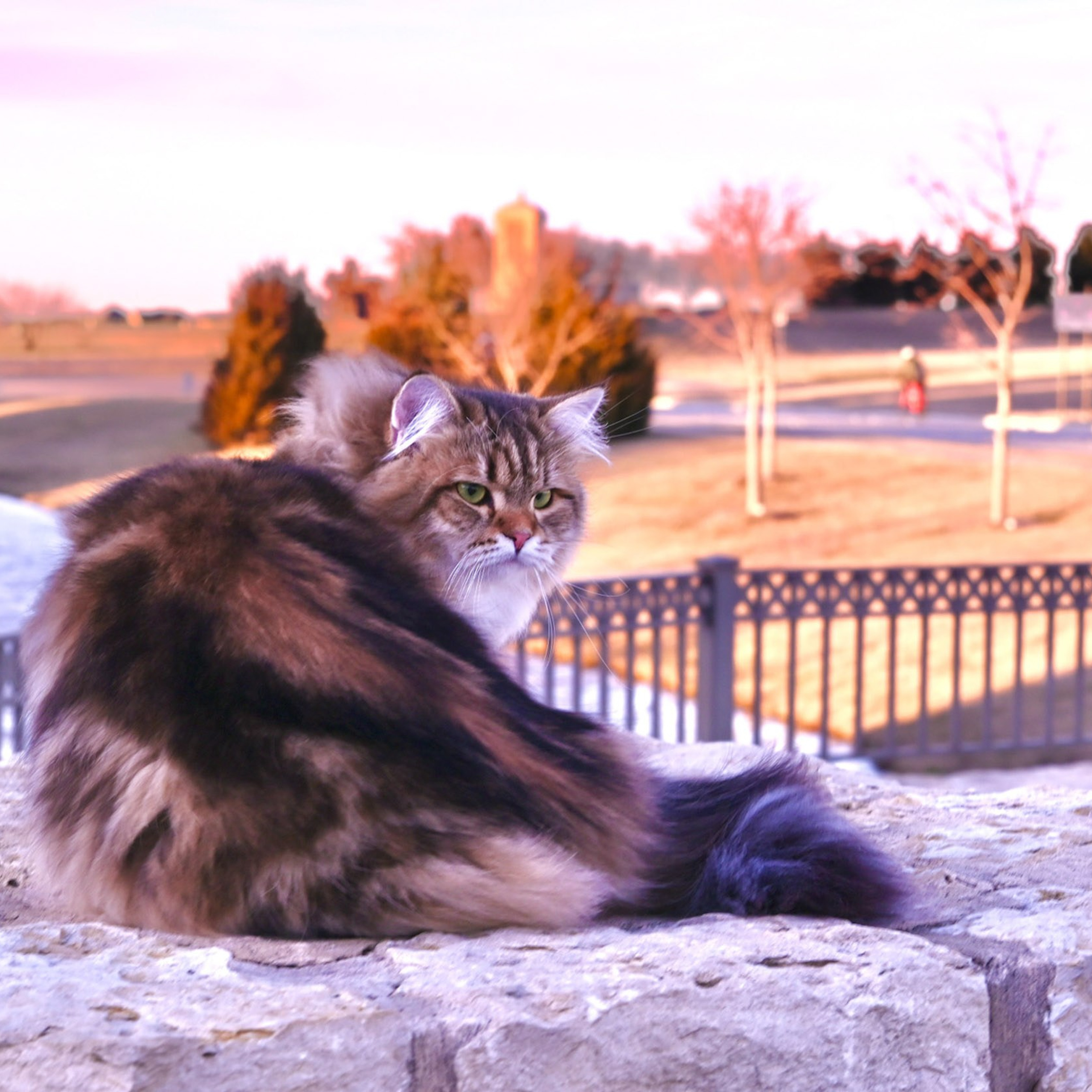 Hypoallergenic brown classic tabby Siberian cat lying outdoors on stone surface in Texas fall scenery.