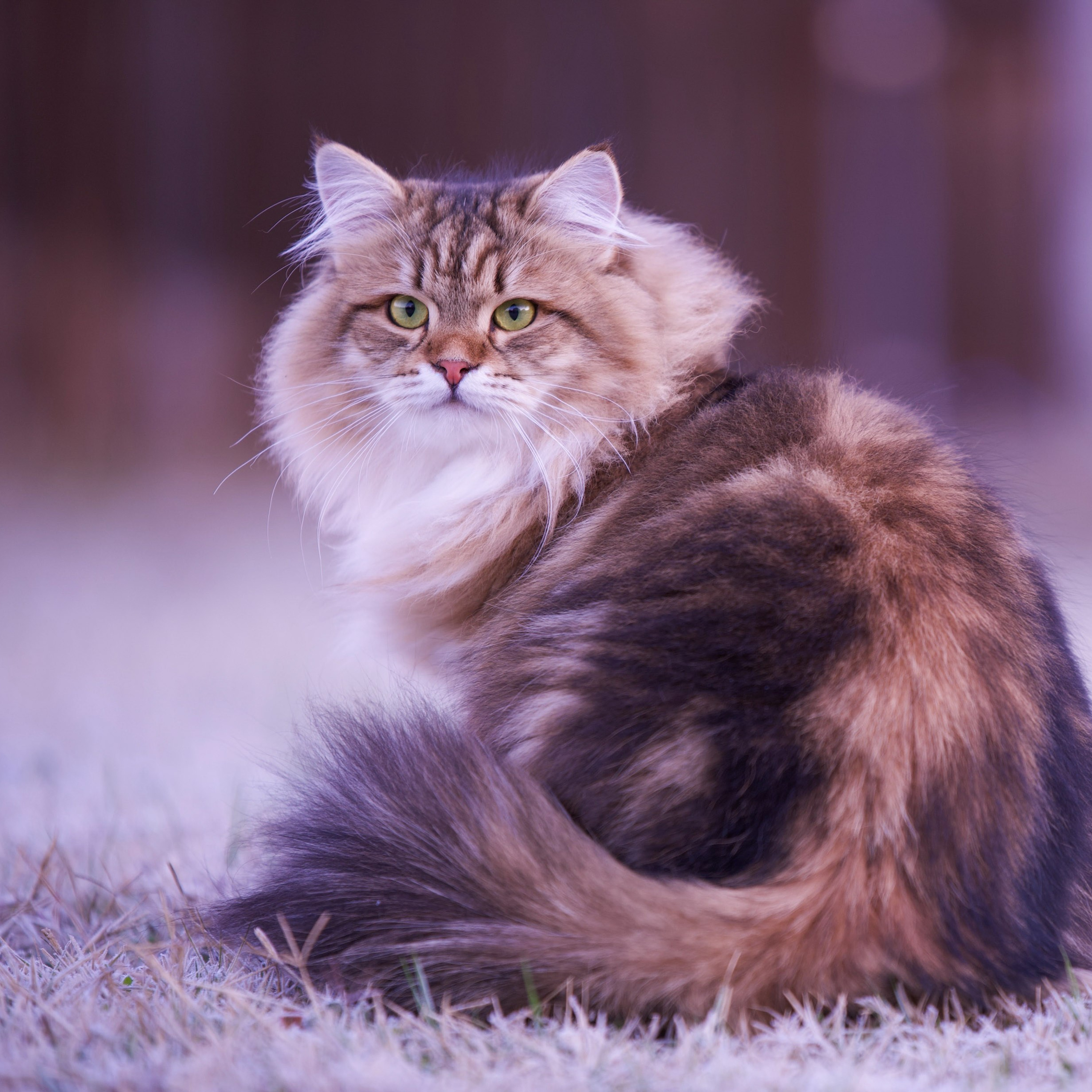Brown tabby Siberian cat turning head back, showing thick tail on show ground in North Texas.