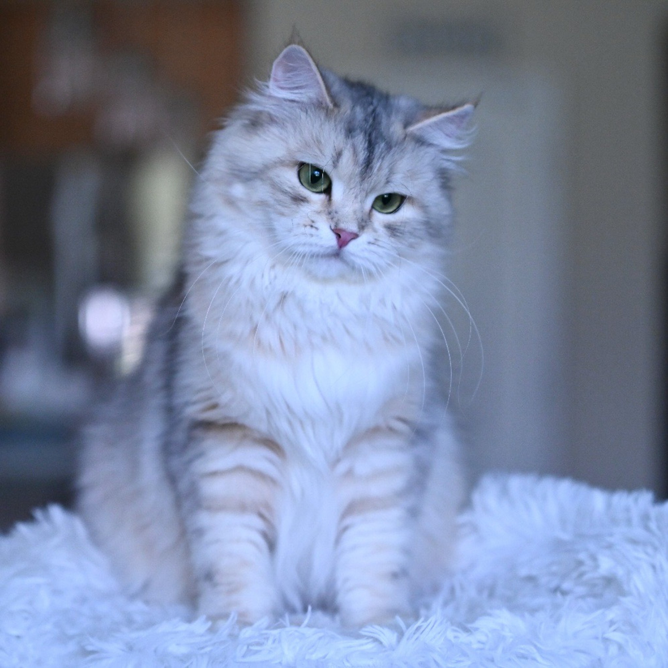  Astera Mistika, bimetallic Siberian cat with silver coat and expressive green eyes