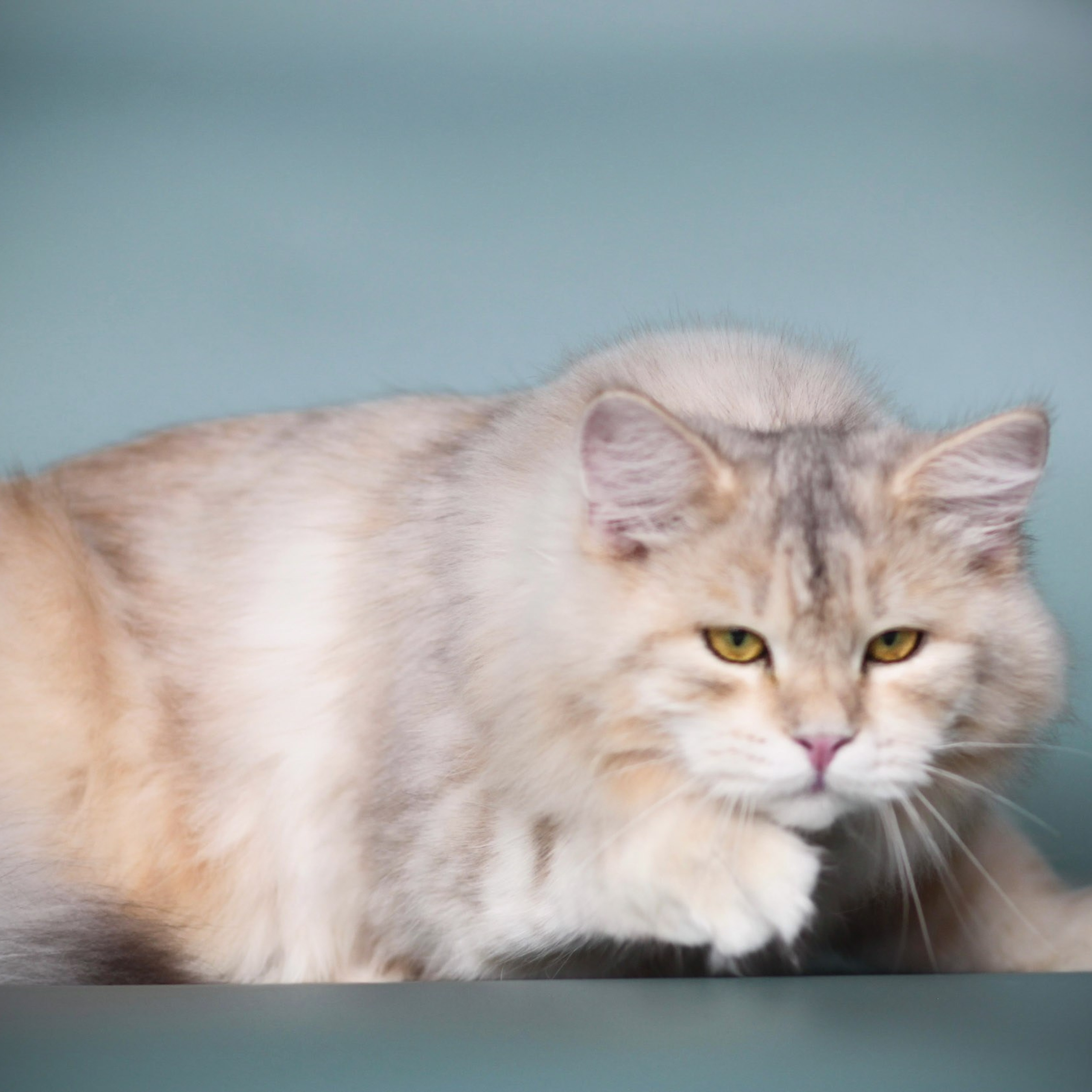 Taisiya, black Corin silver torbie siberian queen walking confidently on teal background - hypoallergenic breeding female from Astera Siberians
