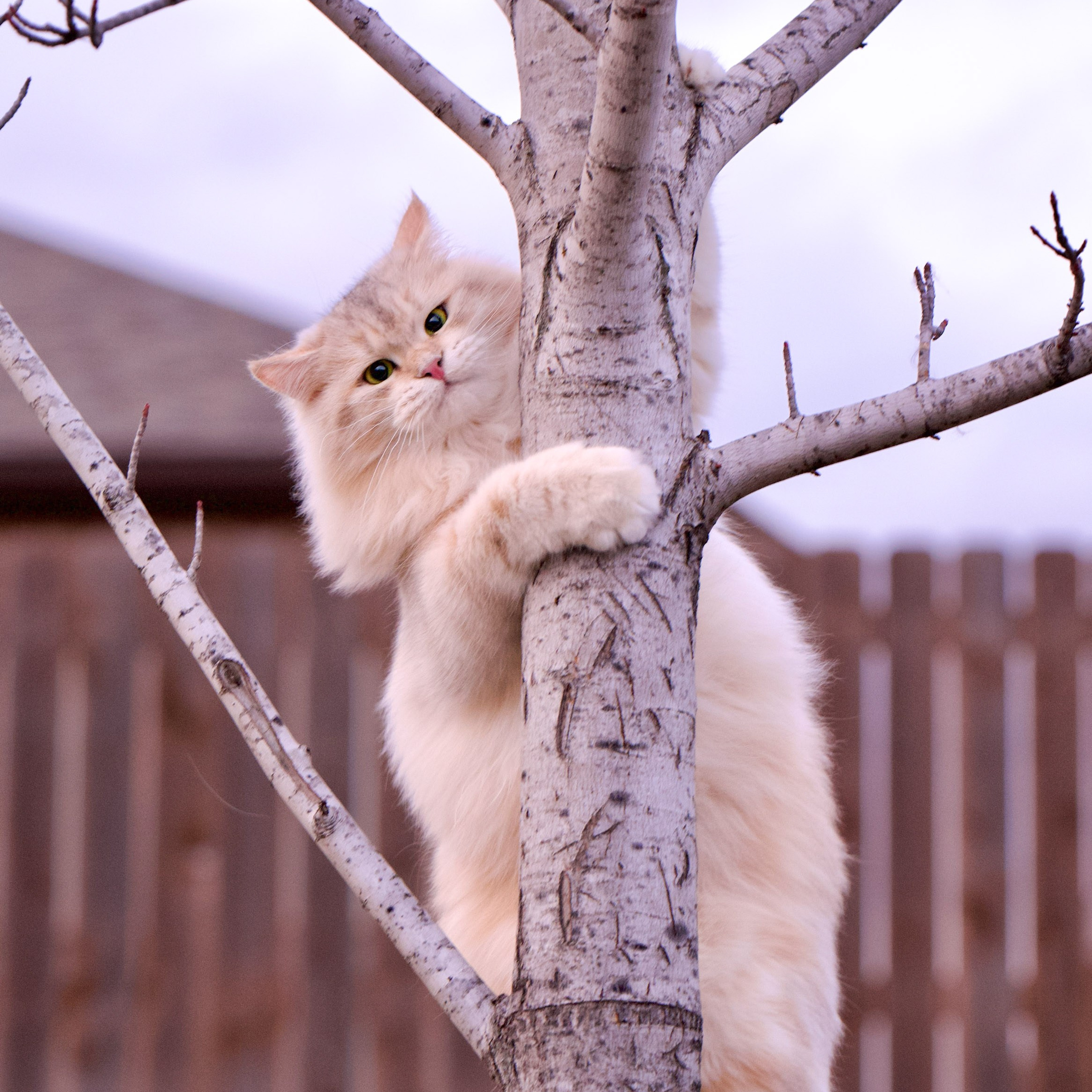 Taisiyam sunshine silver Siberian queen climbing a tree - athletic and curios hypoallergenic female from Astera Siberians Texas