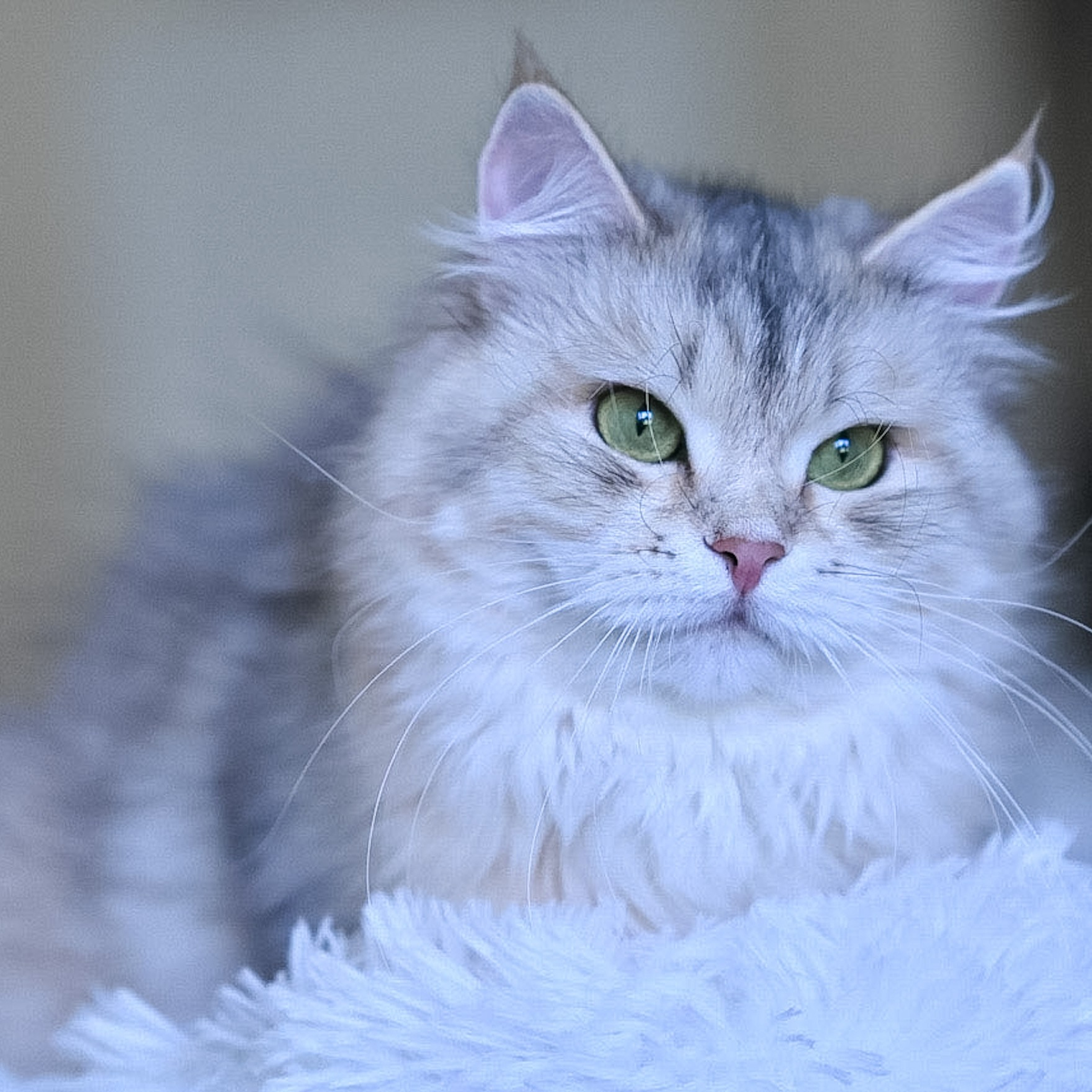 Rare bimetallic Siberian cat form Astera Siberians