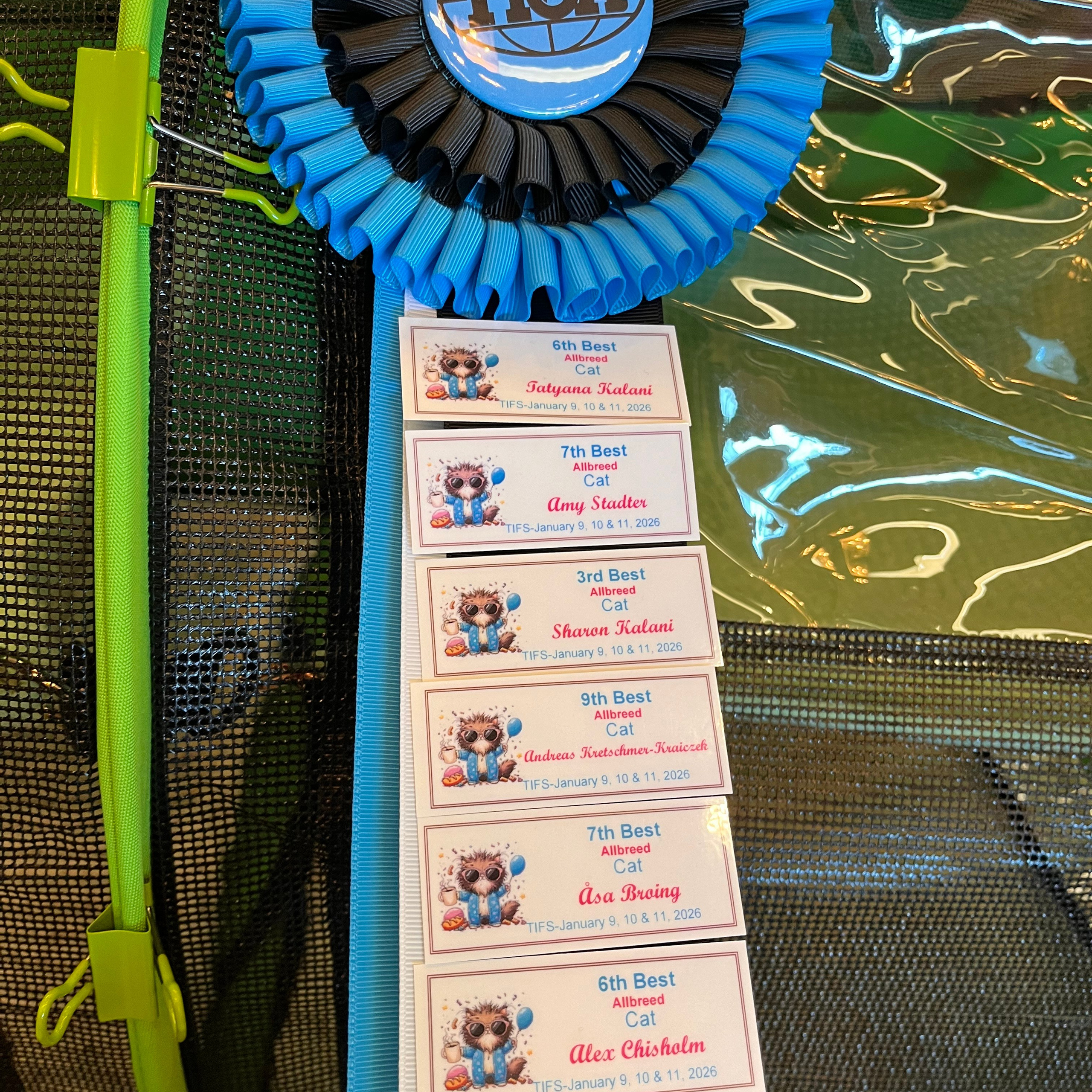 Astera Lastik. Astera Siberians |Hypoallergenic Kittens