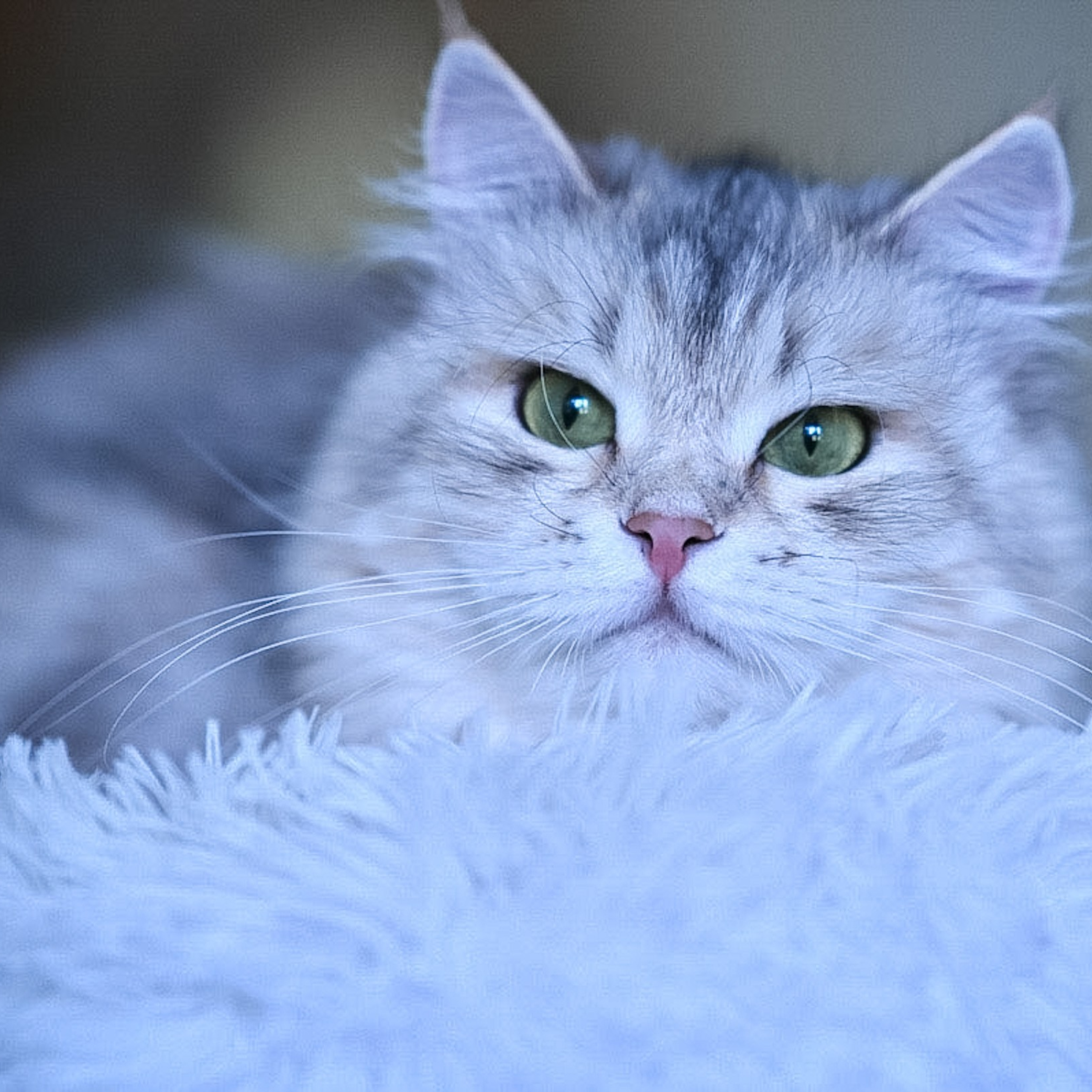 Astera Mistika, black corin silver bimetallic Siberian cat with green eyes