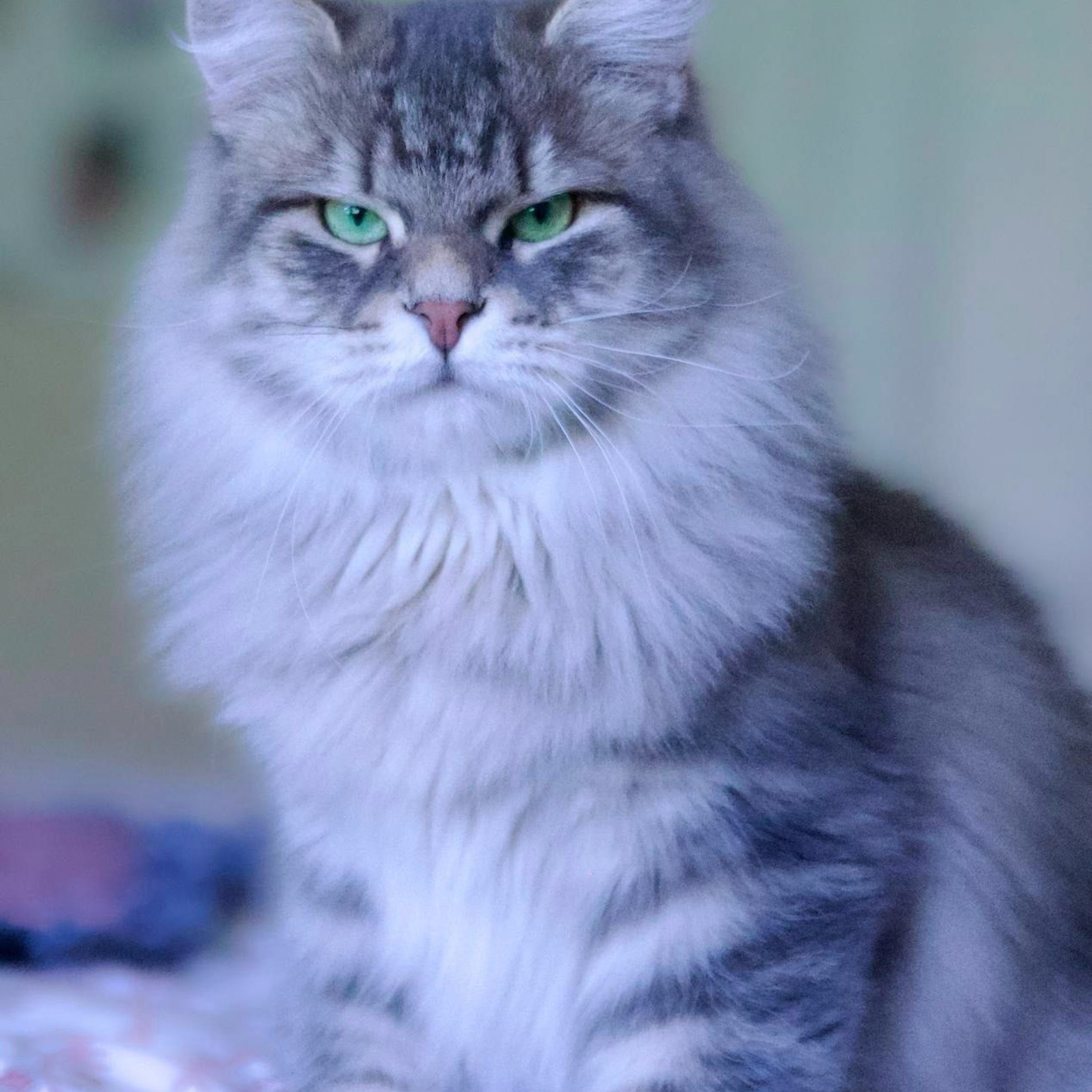 Male Siberian cat Onisim sitting and looking at camera.