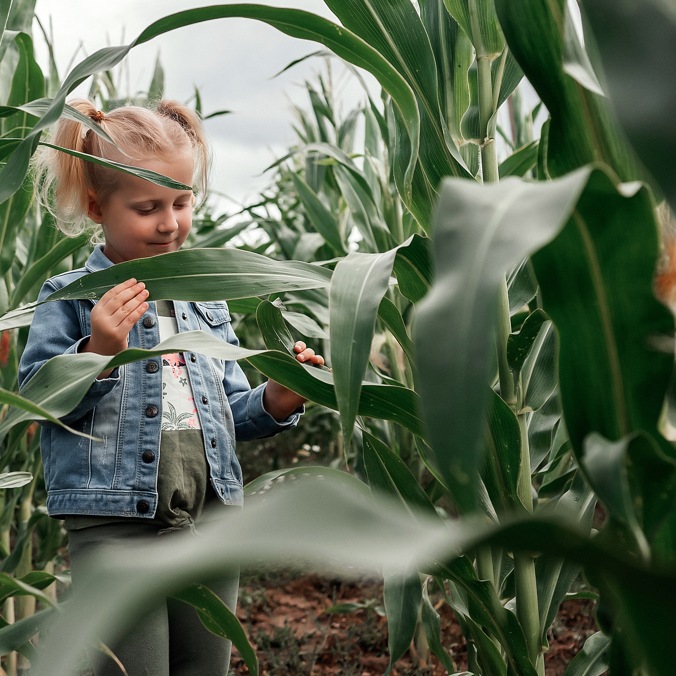 Арианна. Фотосессия в кукурузном поле