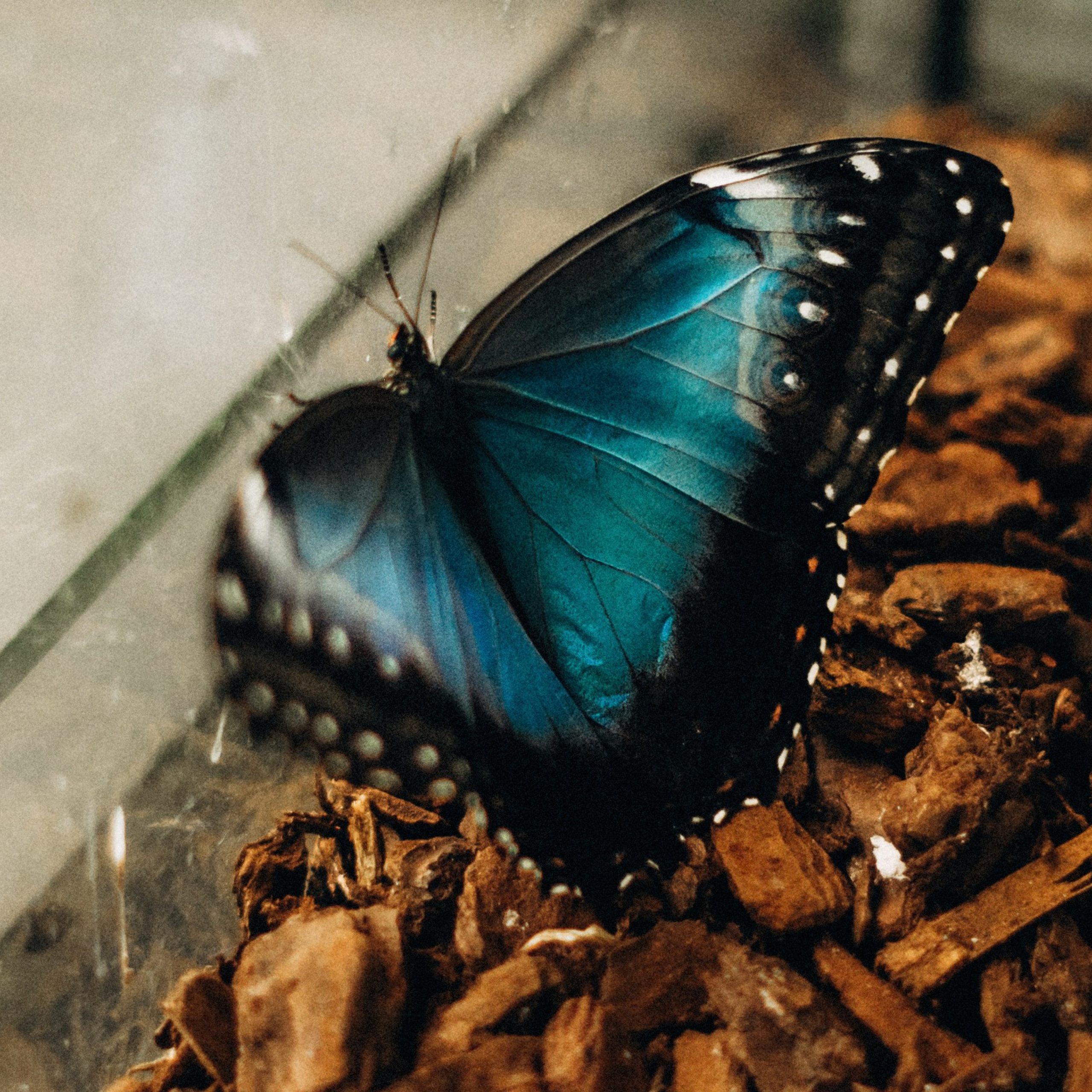 The story in the greenhouse