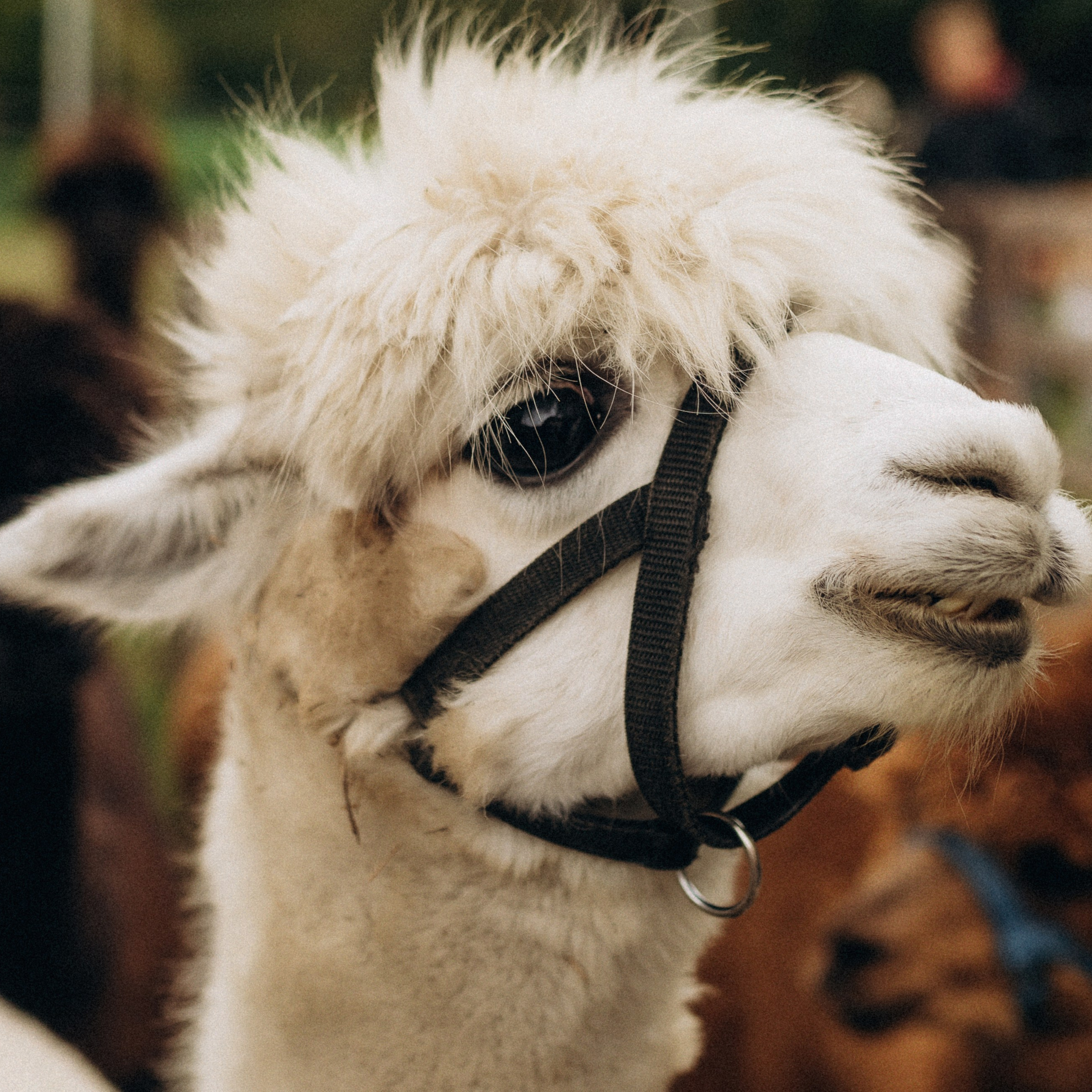 Семейная фотосессия с&nbsp;альпаками