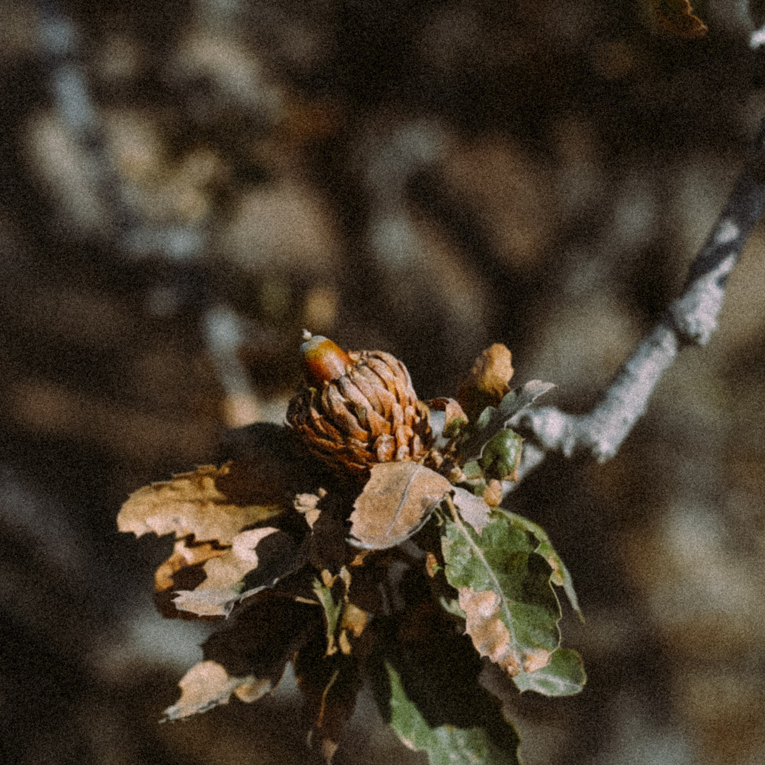 Нисирос. Anita_photo