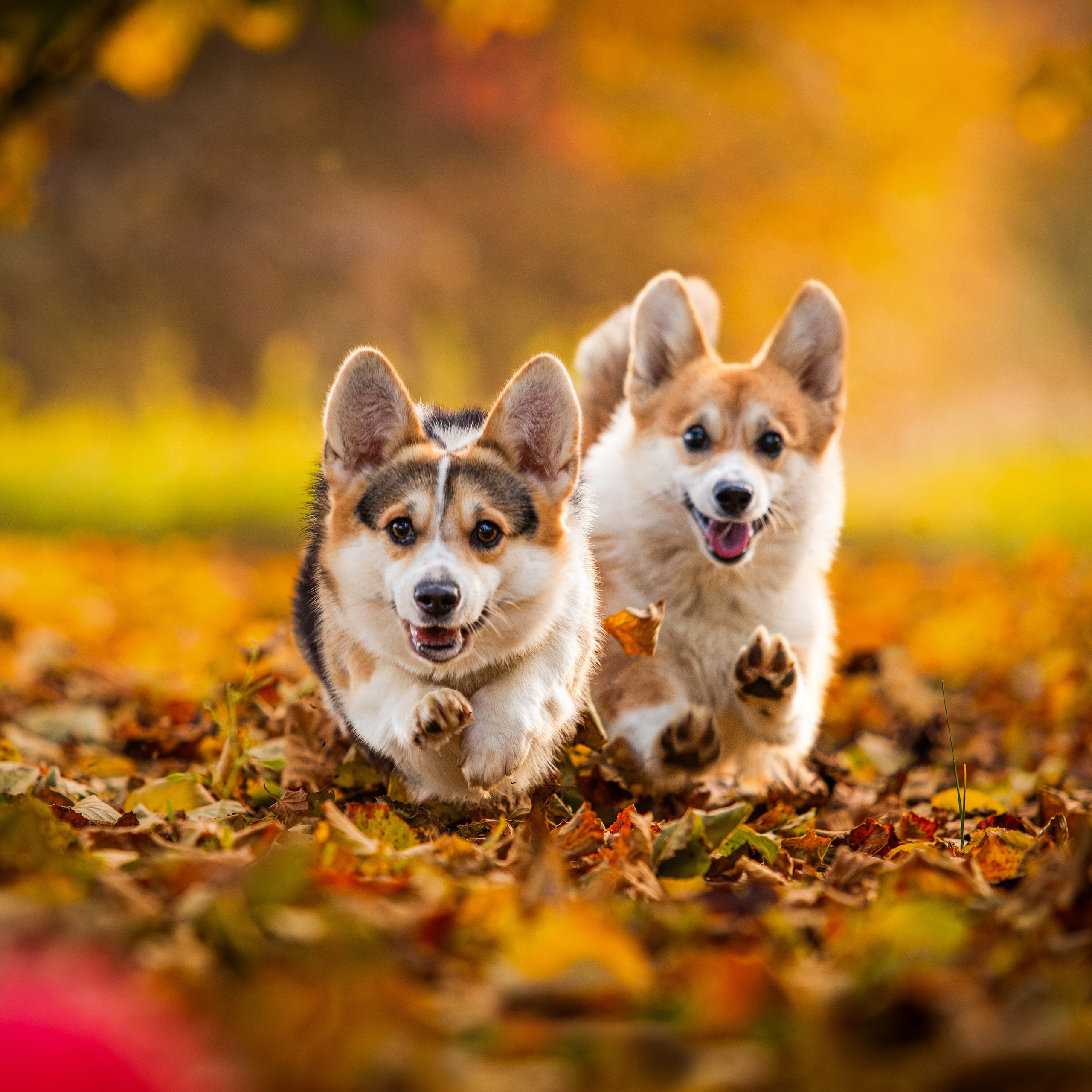 Digital picture. Yurii Orlyk Photography