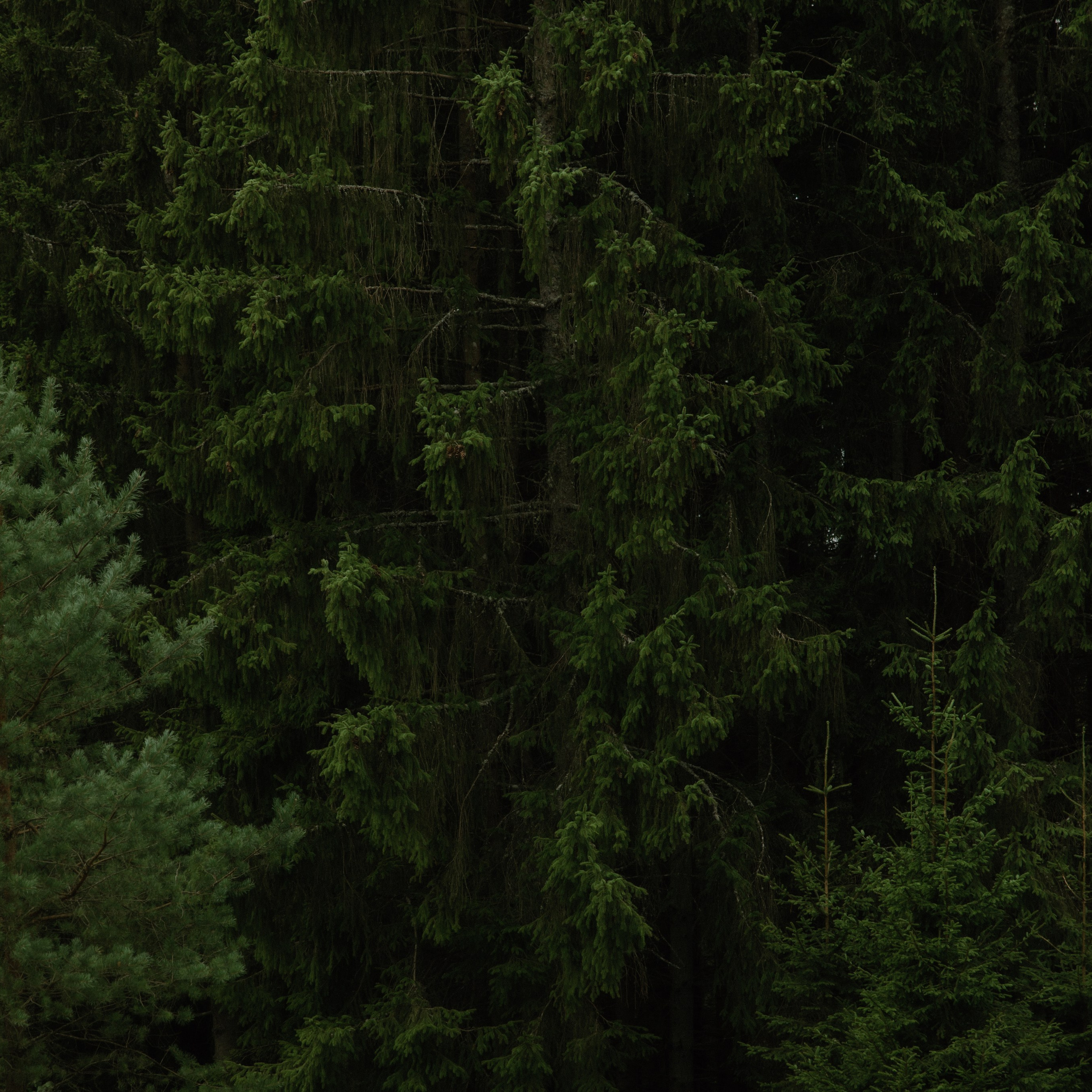 Atsiliepimai. Vestuvių ir šeimų fotografė Lena Bondarenko / belove photo