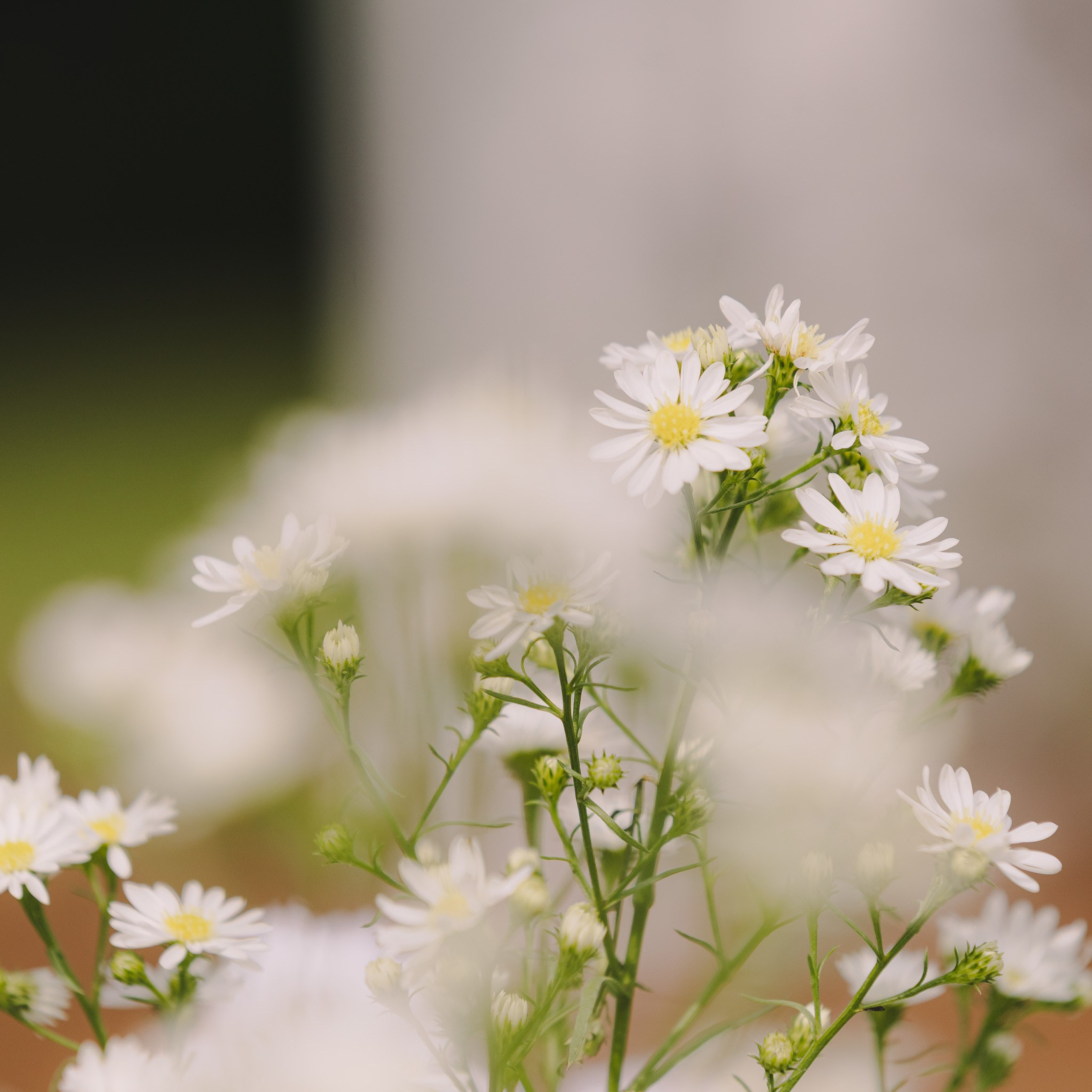 Wedding Aline & Bruno