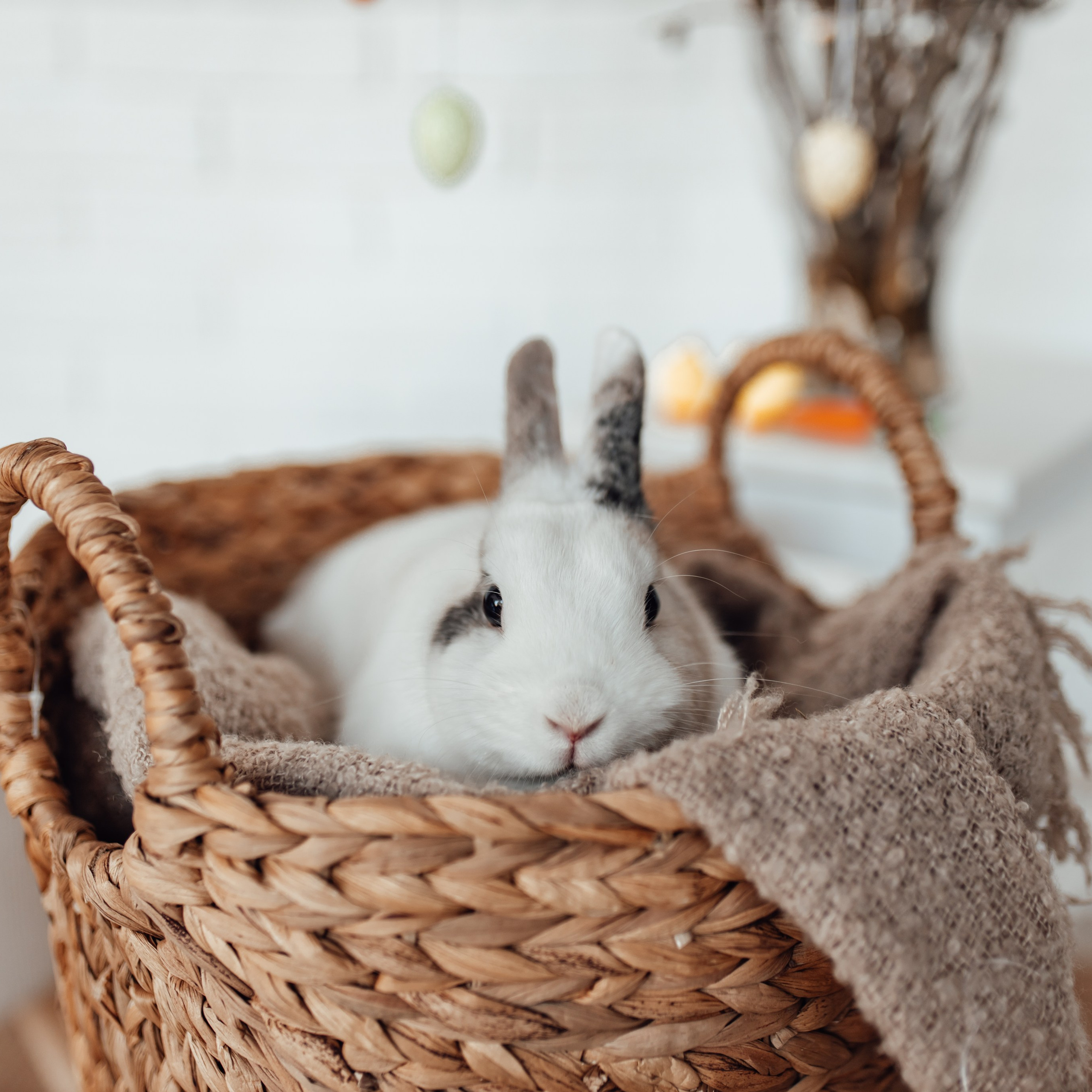 Zaķīši un kaķīši