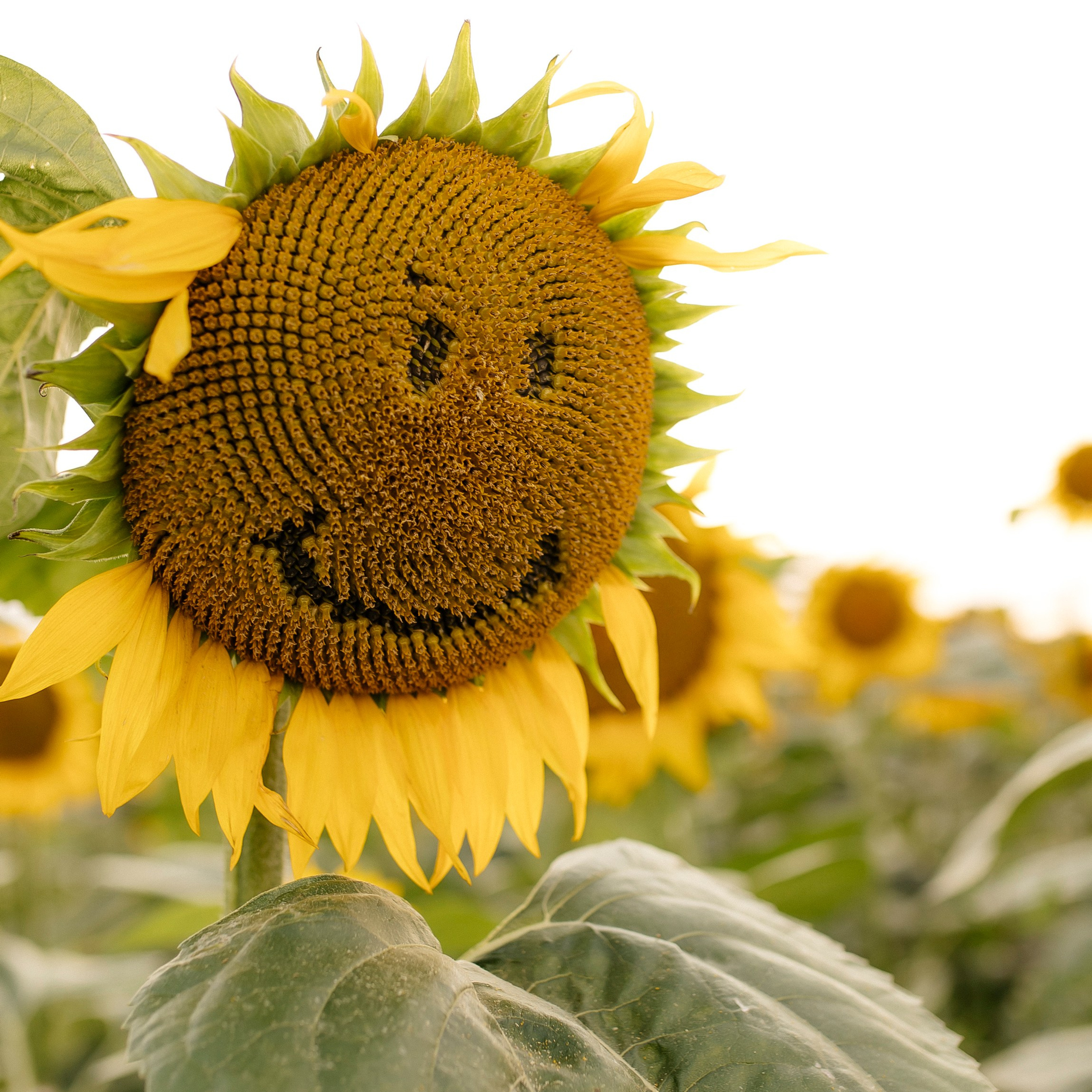 Отзывы: Семейный и индивидуальный фотограф Вильнюс. Фотограф | Семейный и индивидуальный фотограф в Вильнюсе Радюк Елена