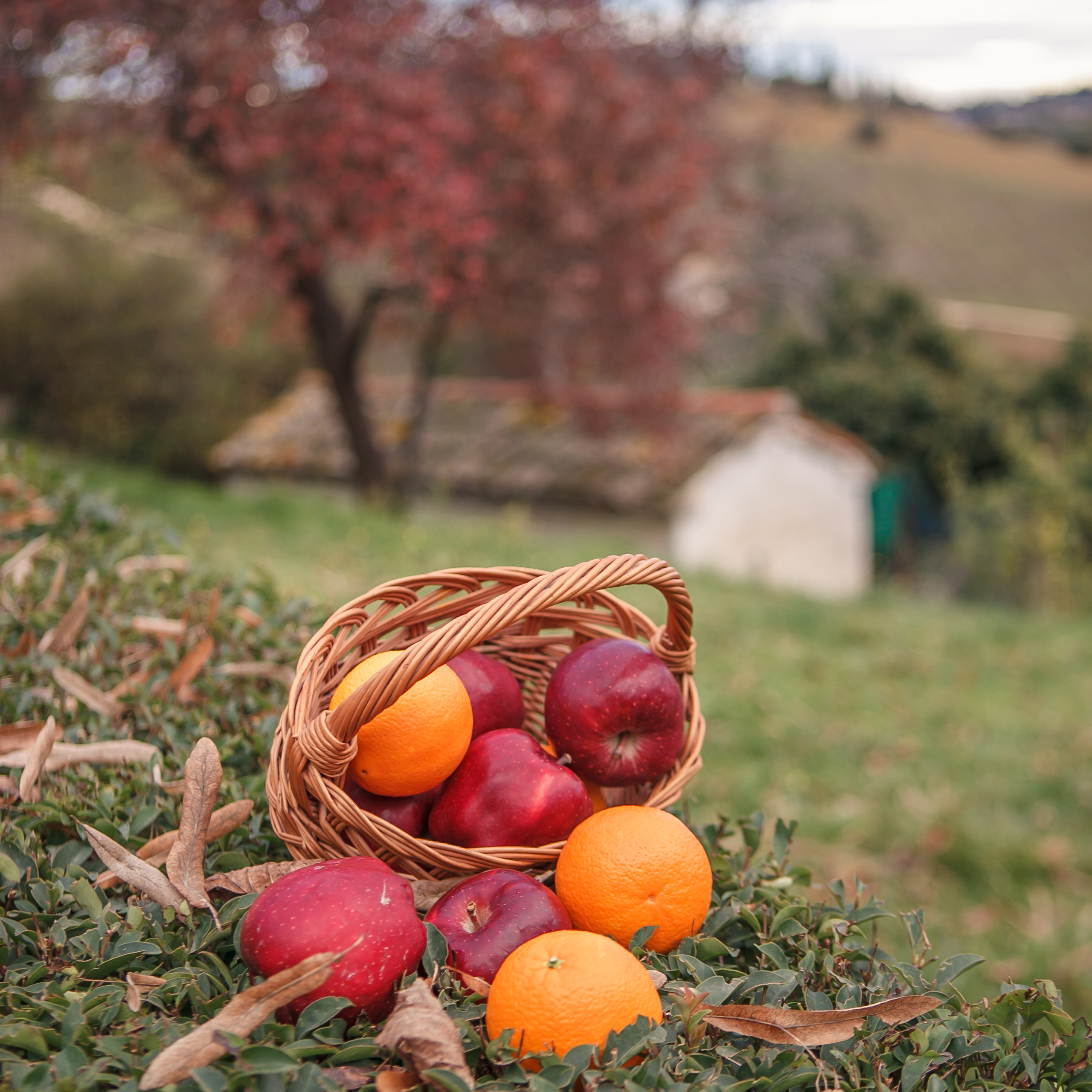 Autumn in Macerata