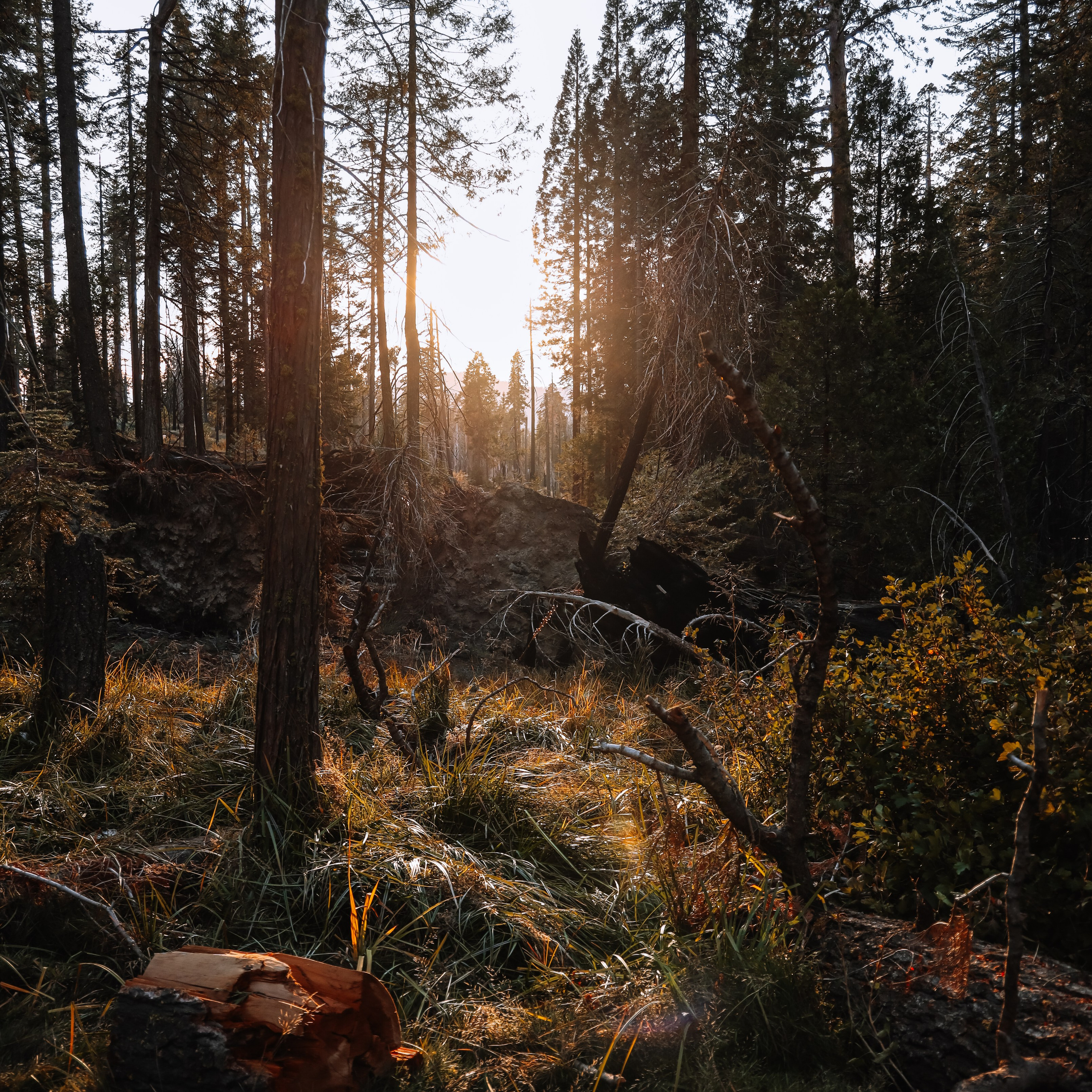 Print “Sunset forest”