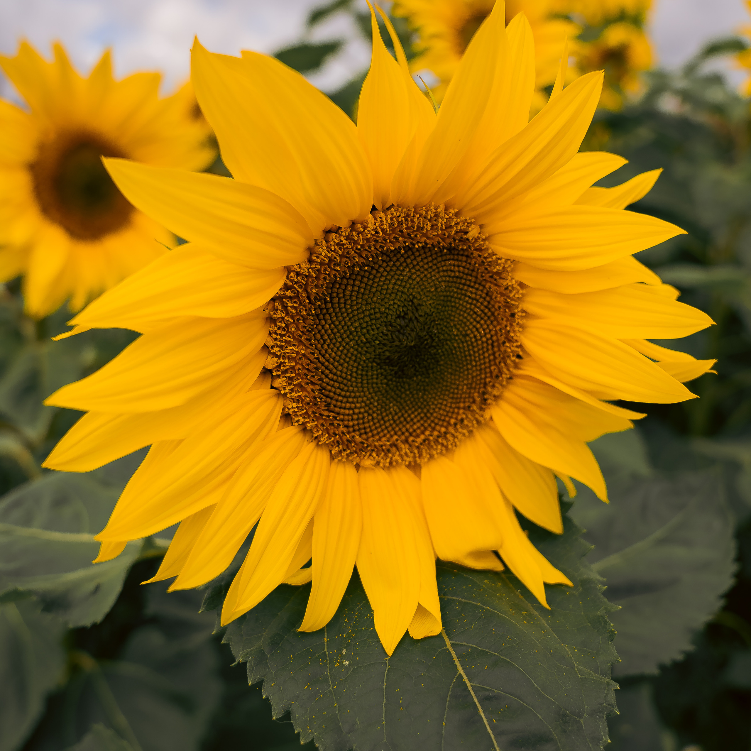 Testimonials. Newcastle Upon Tyne Photographer Yana Balatskaya