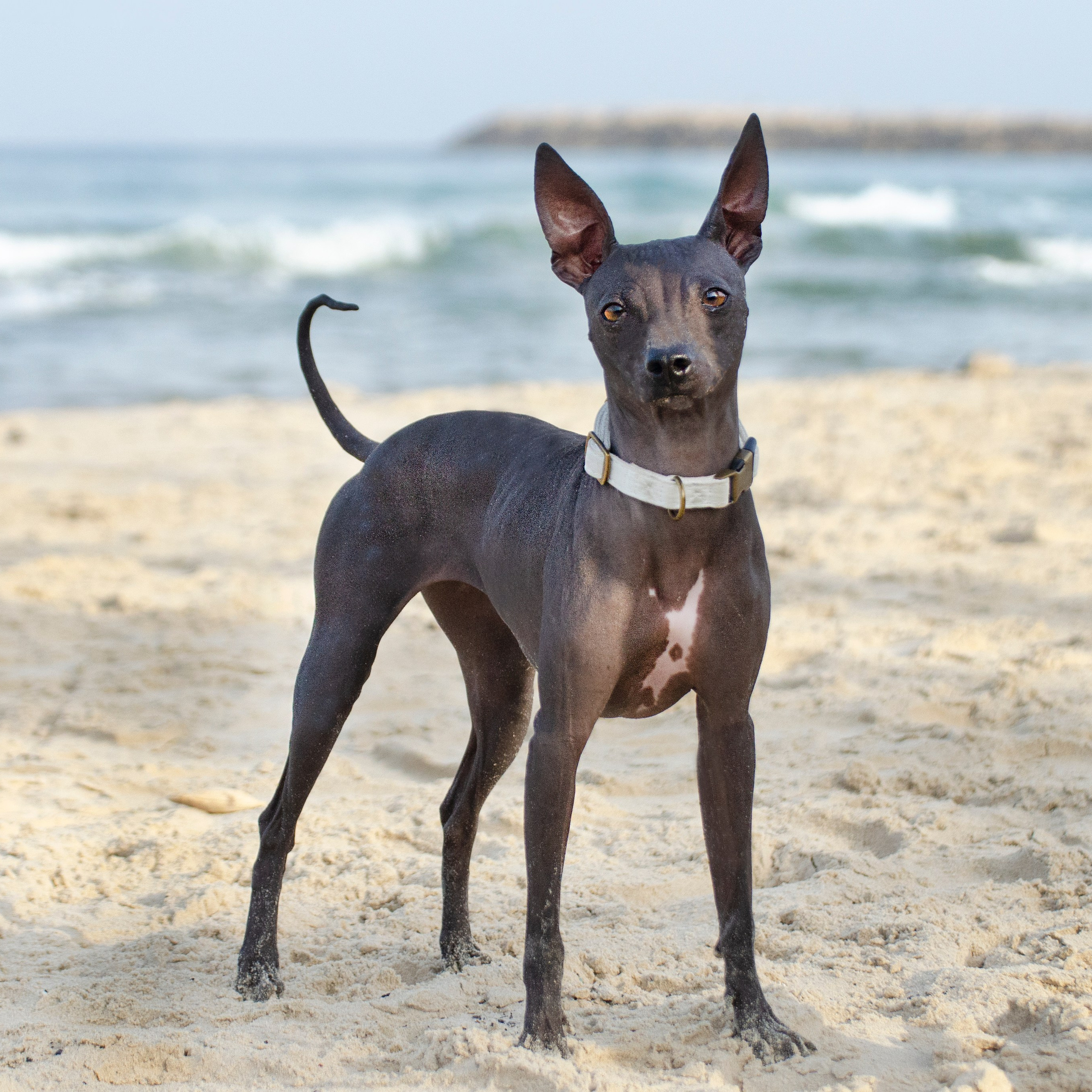 Александр и Бель. צלמת משפחה בישראל ויקטוריה וייזר