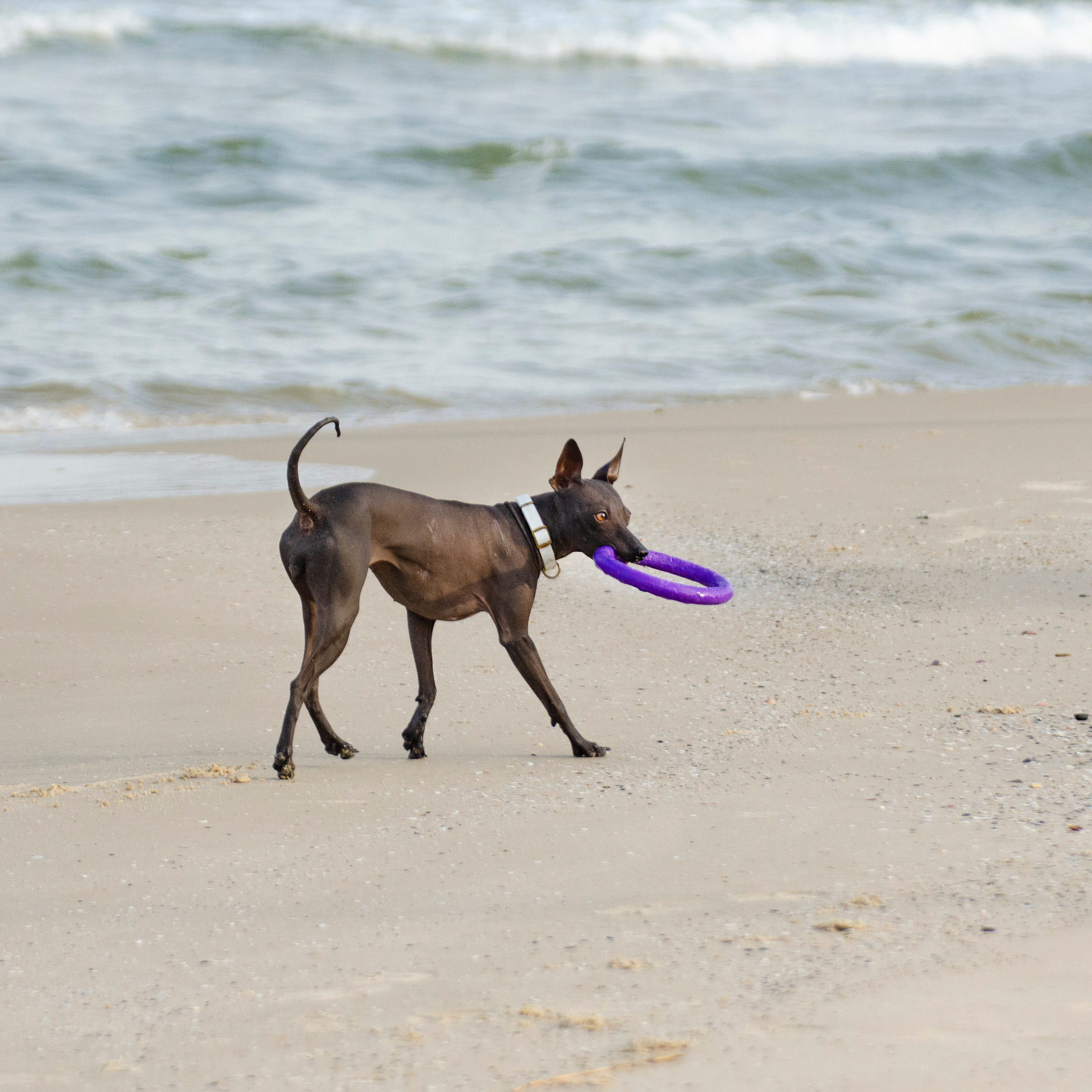 Александр и Бель. צלמת משפחה בישראל ויקטוריה וייזר