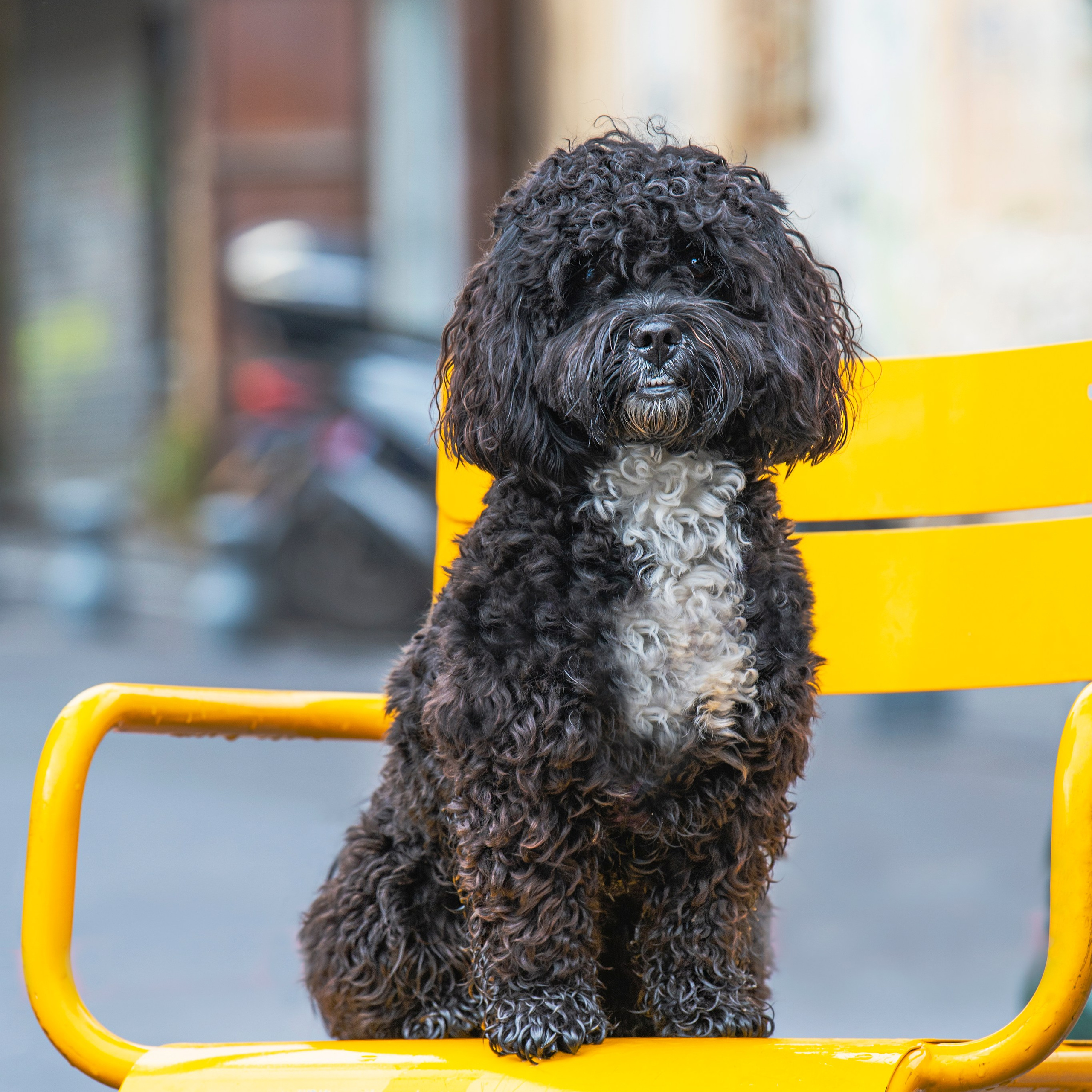 Василий и Лулу. צלמת משפחה בישראל ויקטוריה וייזר