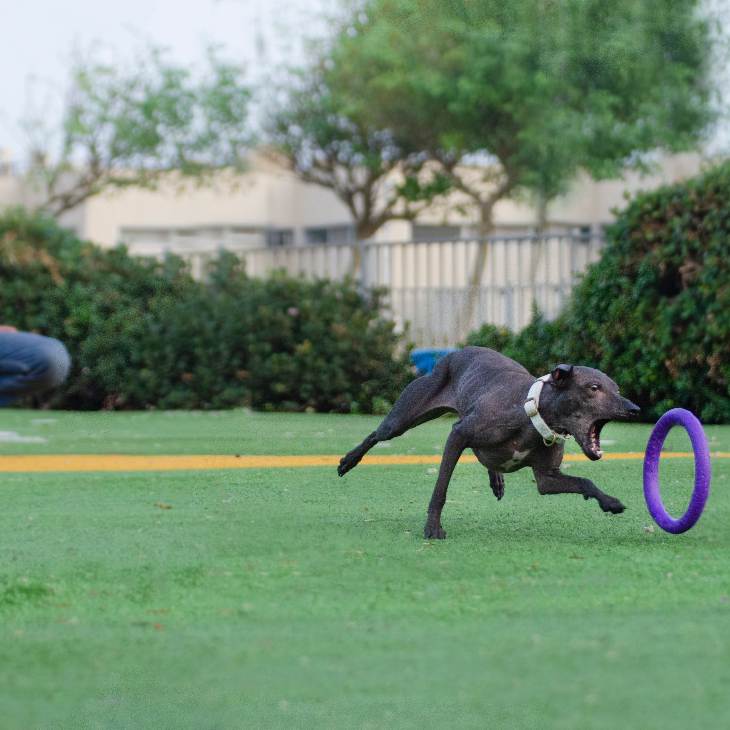Александр и Бель. צלמת משפחה בישראל ויקטוריה וייזר