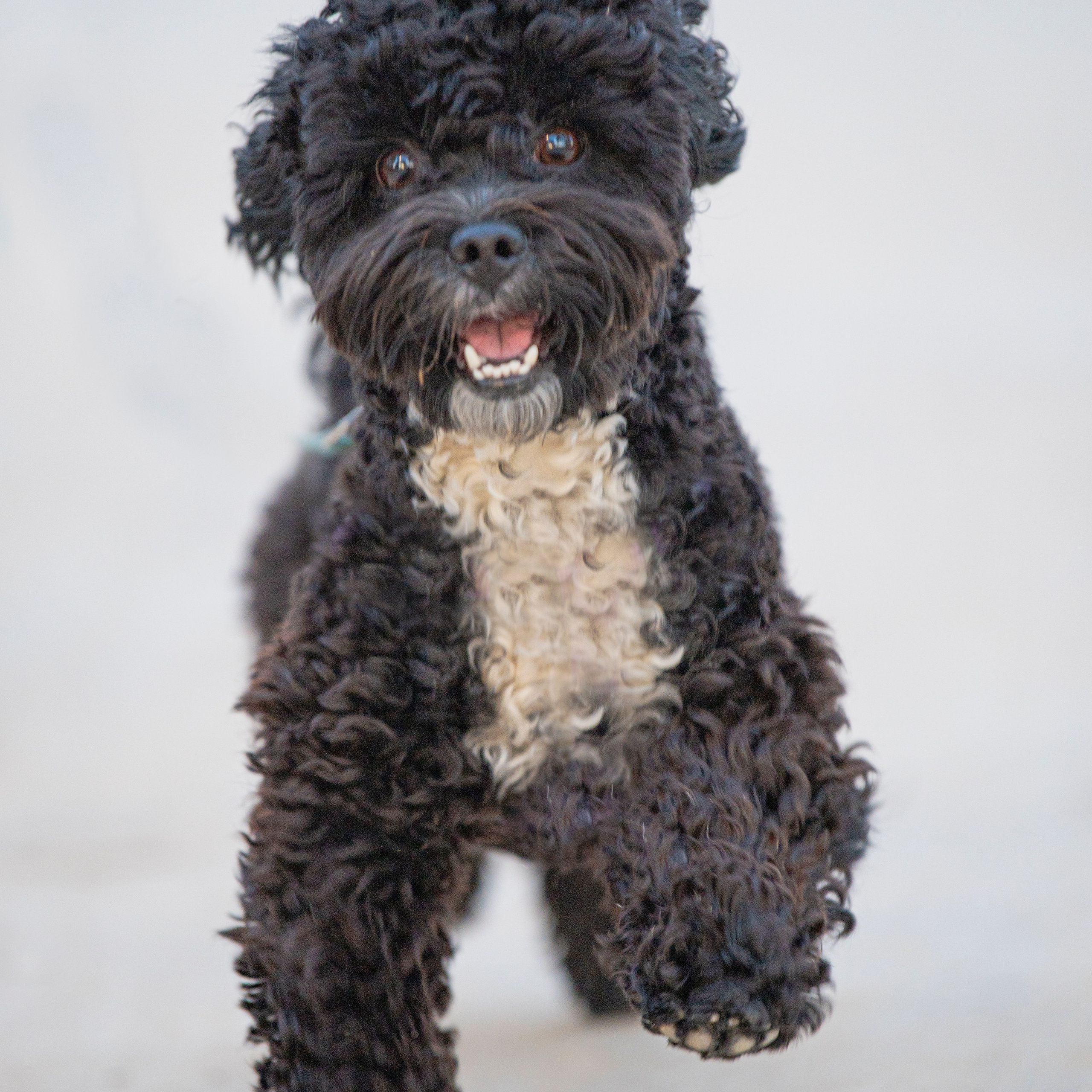 Василий и Лулу. צלמת משפחה בישראל ויקטוריה וייזר