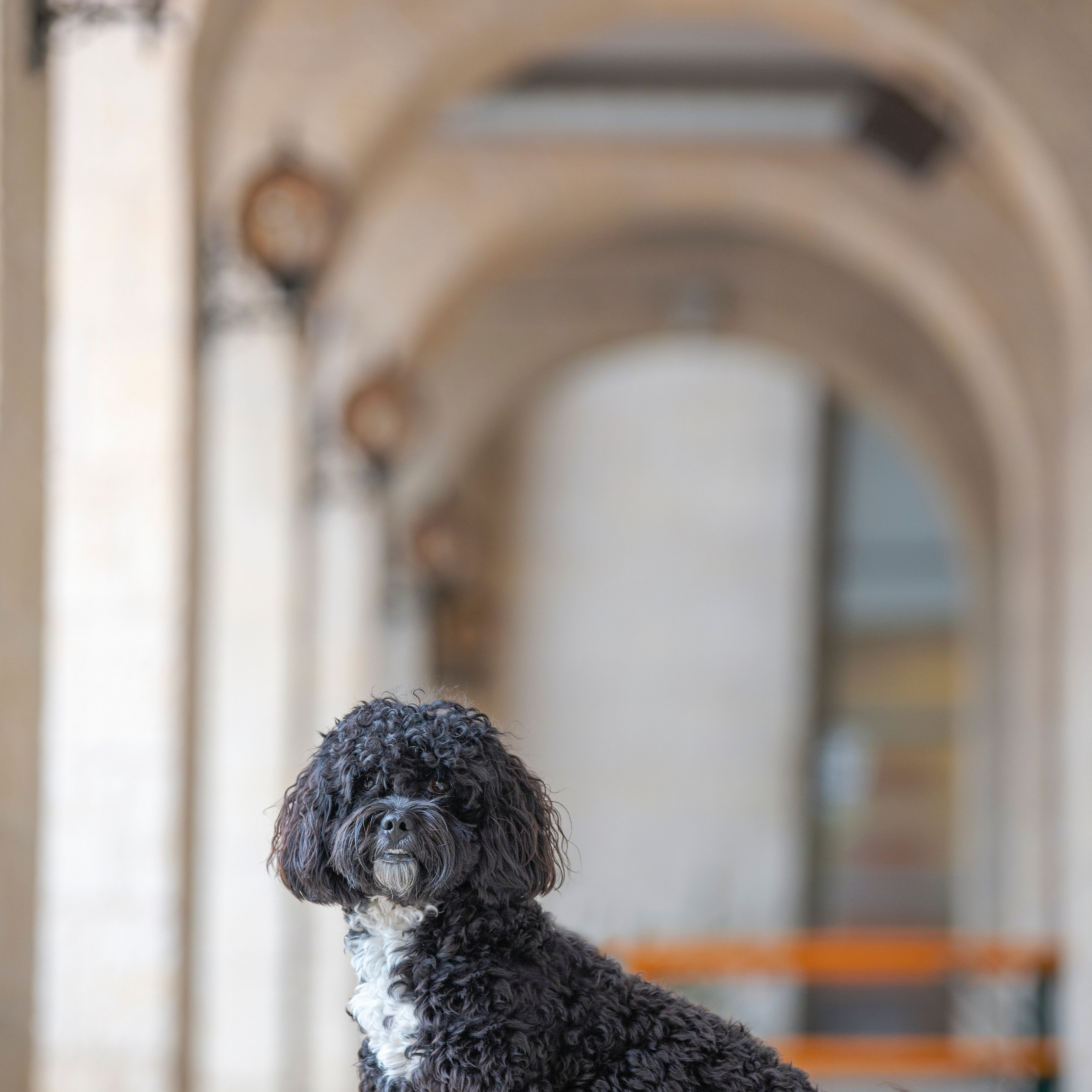 Василий и Лулу. צלמת משפחה בישראל ויקטוריה וייזר