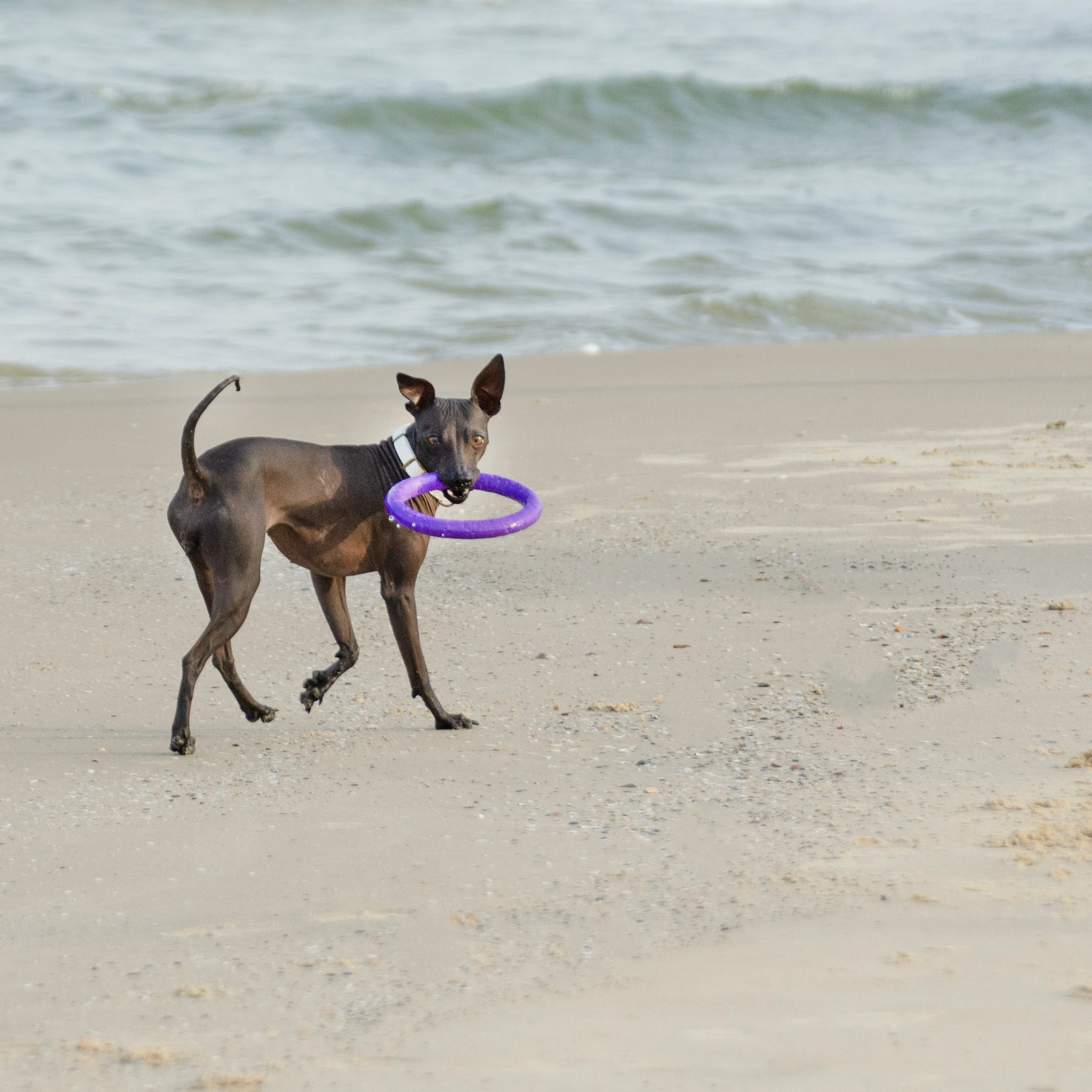 Александр и Бель. צלמת משפחה בישראל ויקטוריה וייזר
