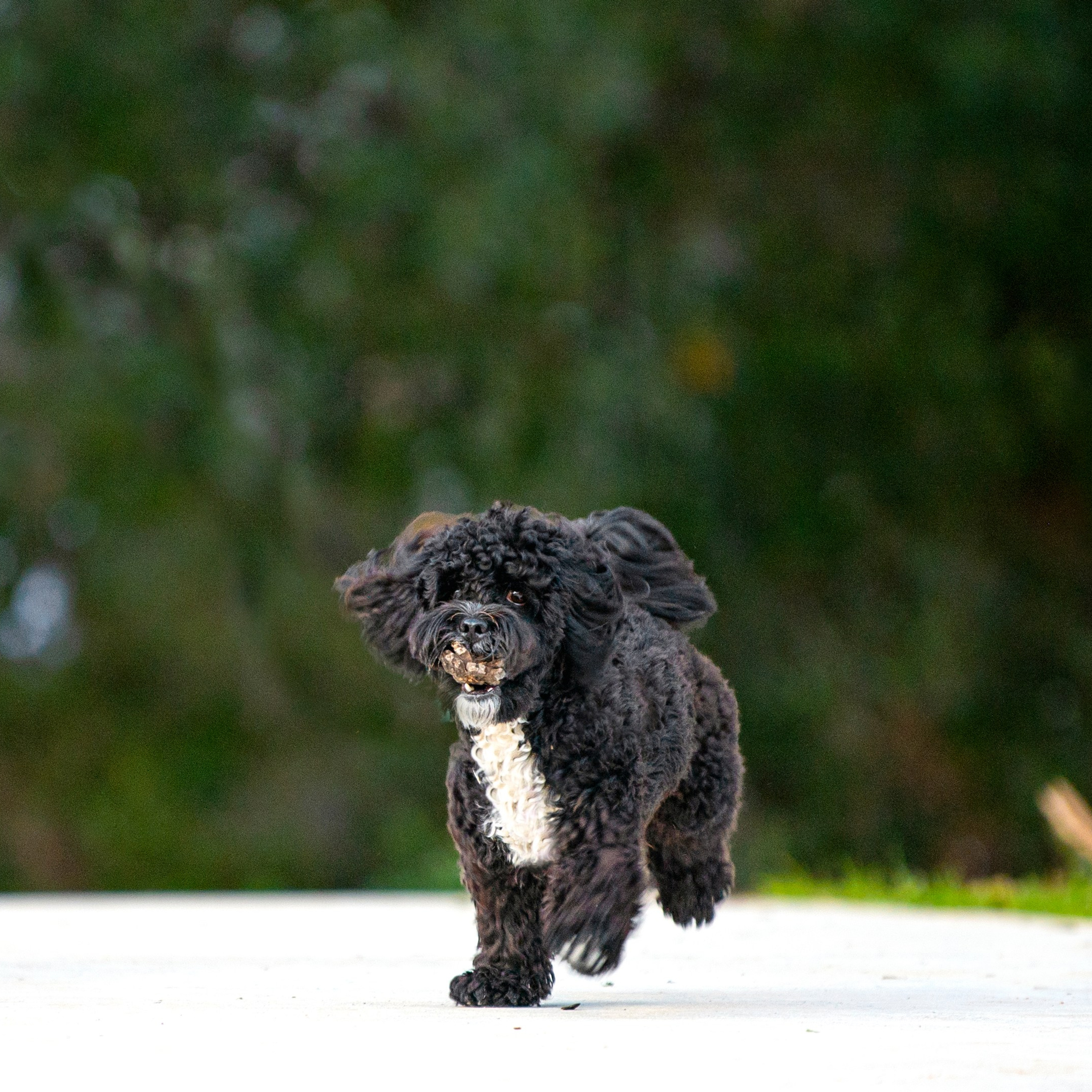 Василий и Лулу. צלמת משפחה בישראל ויקטוריה וייזר