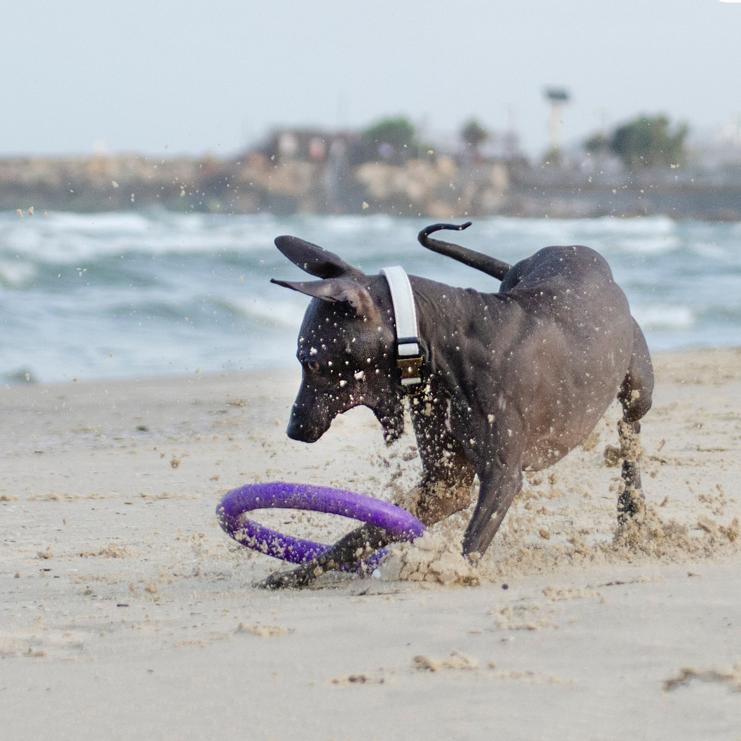 Александр и Бель. צלמת משפחה בישראל ויקטוריה וייזר