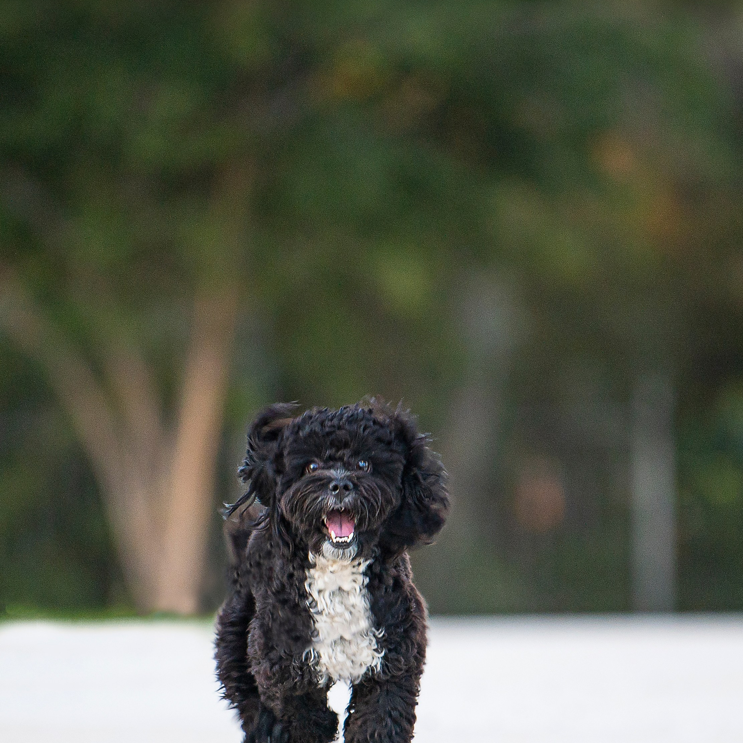 Василий и Лулу. צלמת משפחה בישראל ויקטוריה וייזר