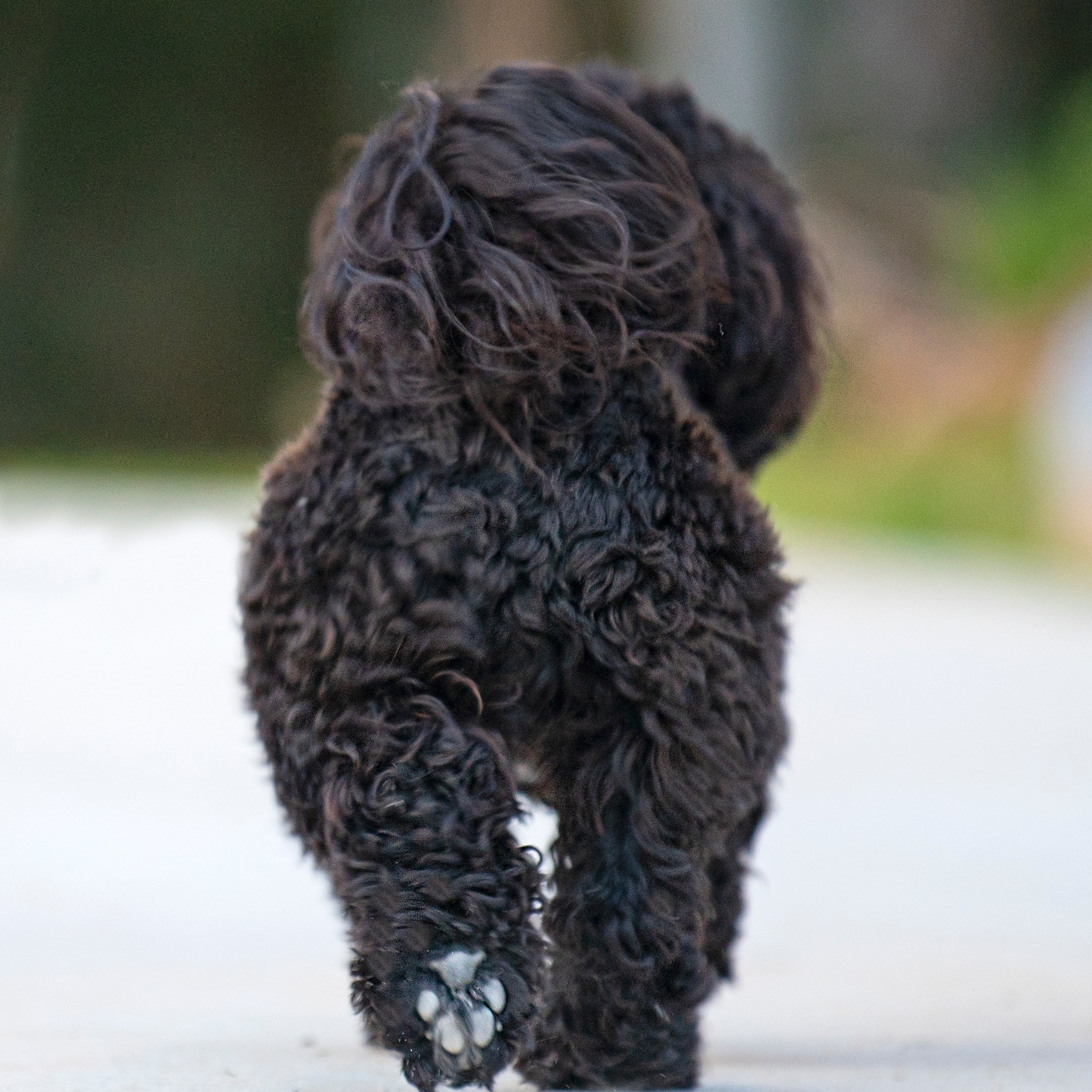 Василий и Лулу. צלמת משפחה בישראל ויקטוריה וייזר