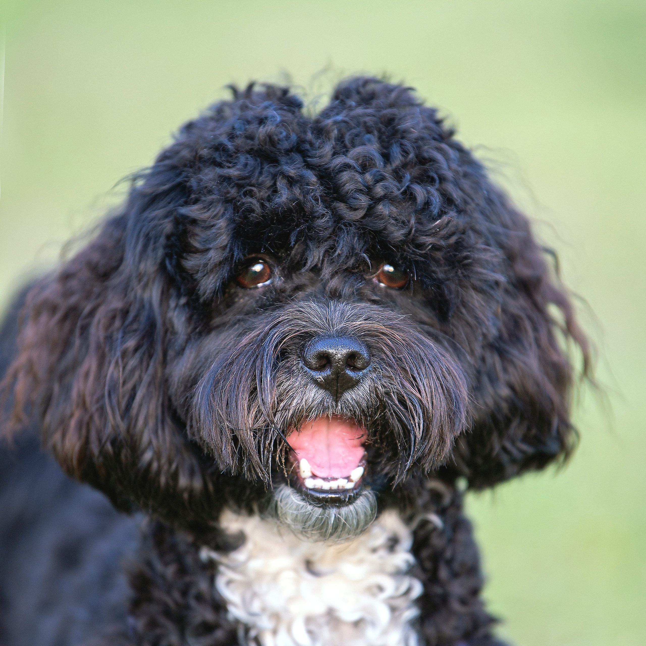 Василий и Лулу. צלמת משפחה בישראל ויקטוריה וייזר