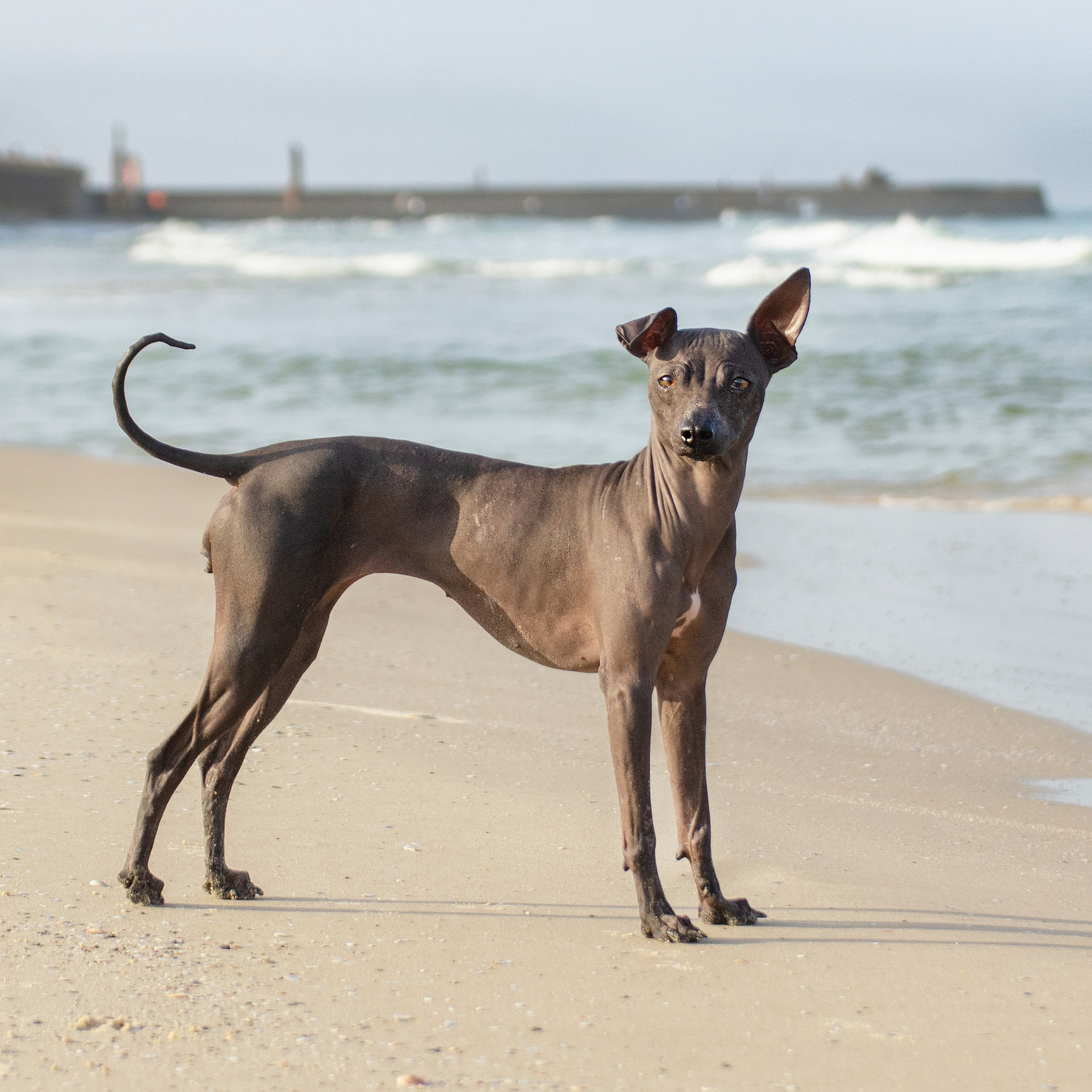 Александр и Бель. צלמת משפחה בישראל ויקטוריה וייזר