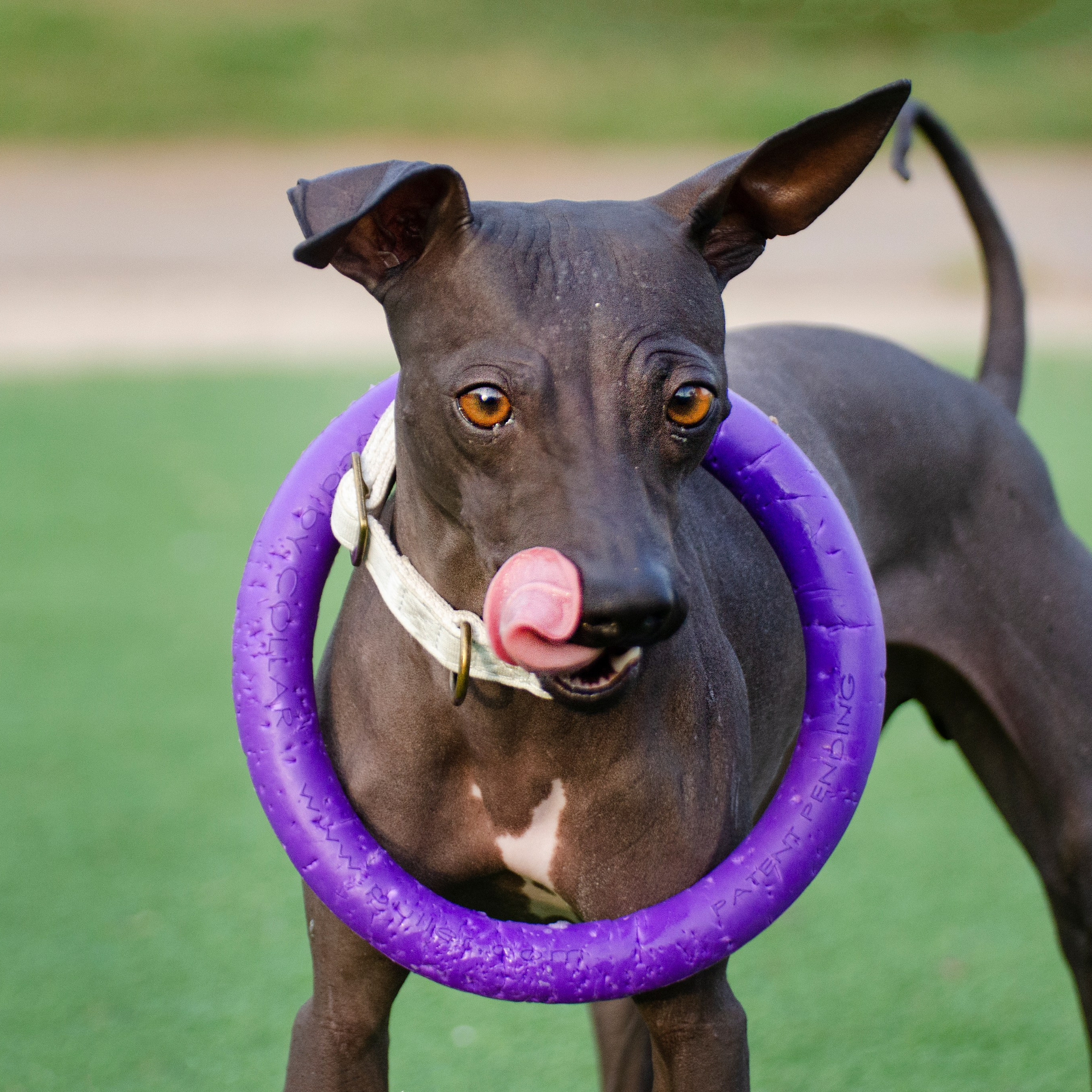 Александр и Бель. צלמת משפחה בישראל ויקטוריה וייזר