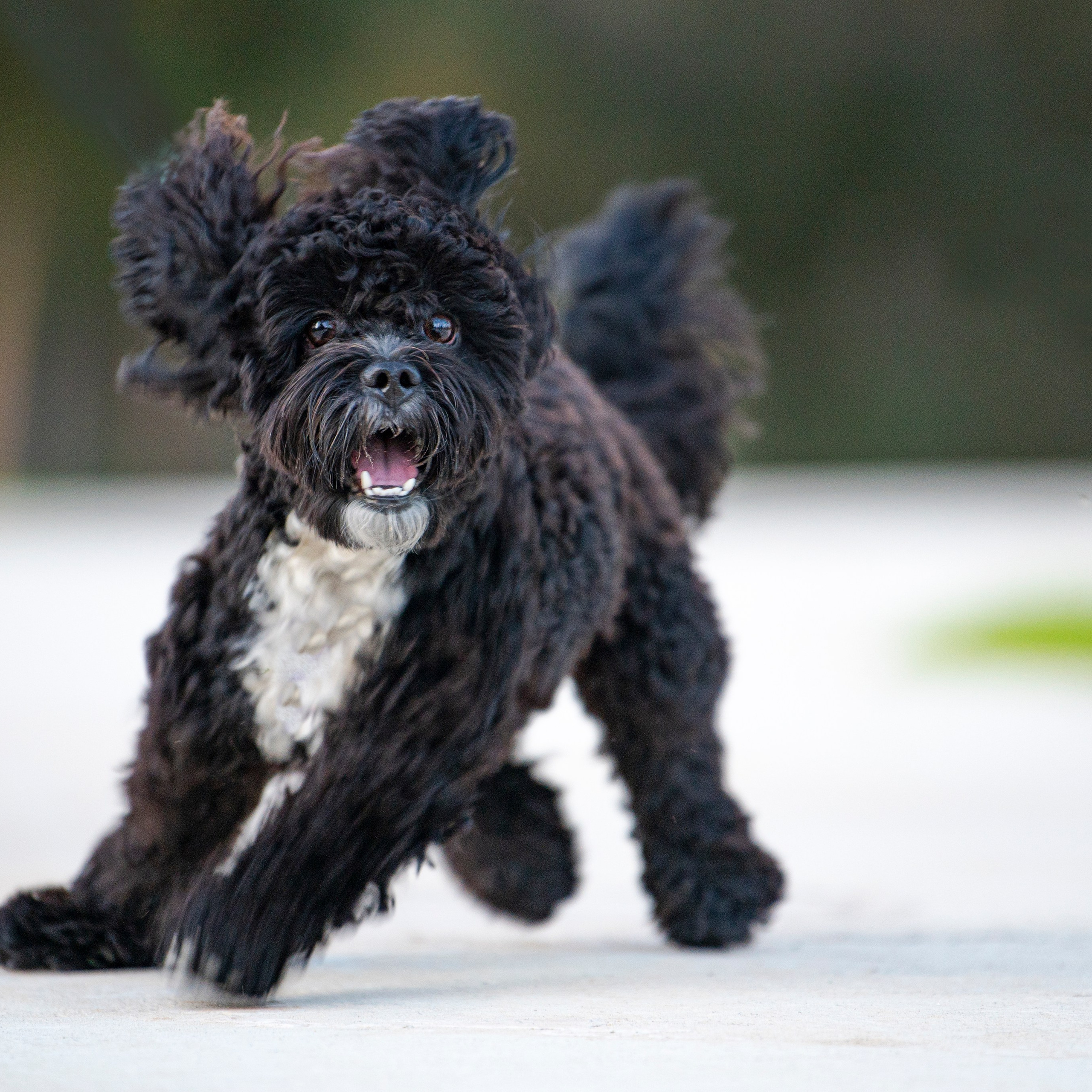 Василий и Лулу. צלמת משפחה בישראל ויקטוריה וייזר