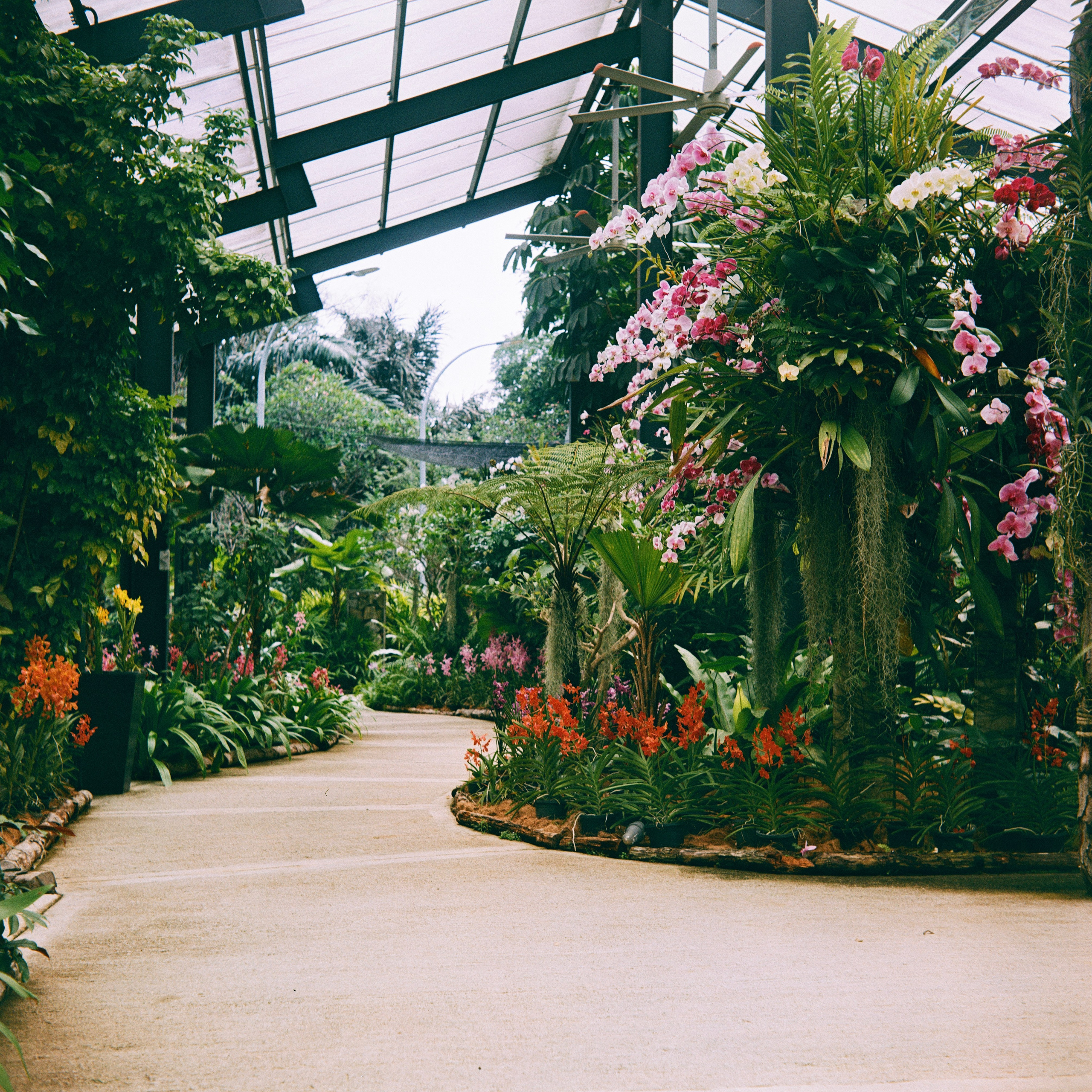 Kuala Lumpur Orchid Garden