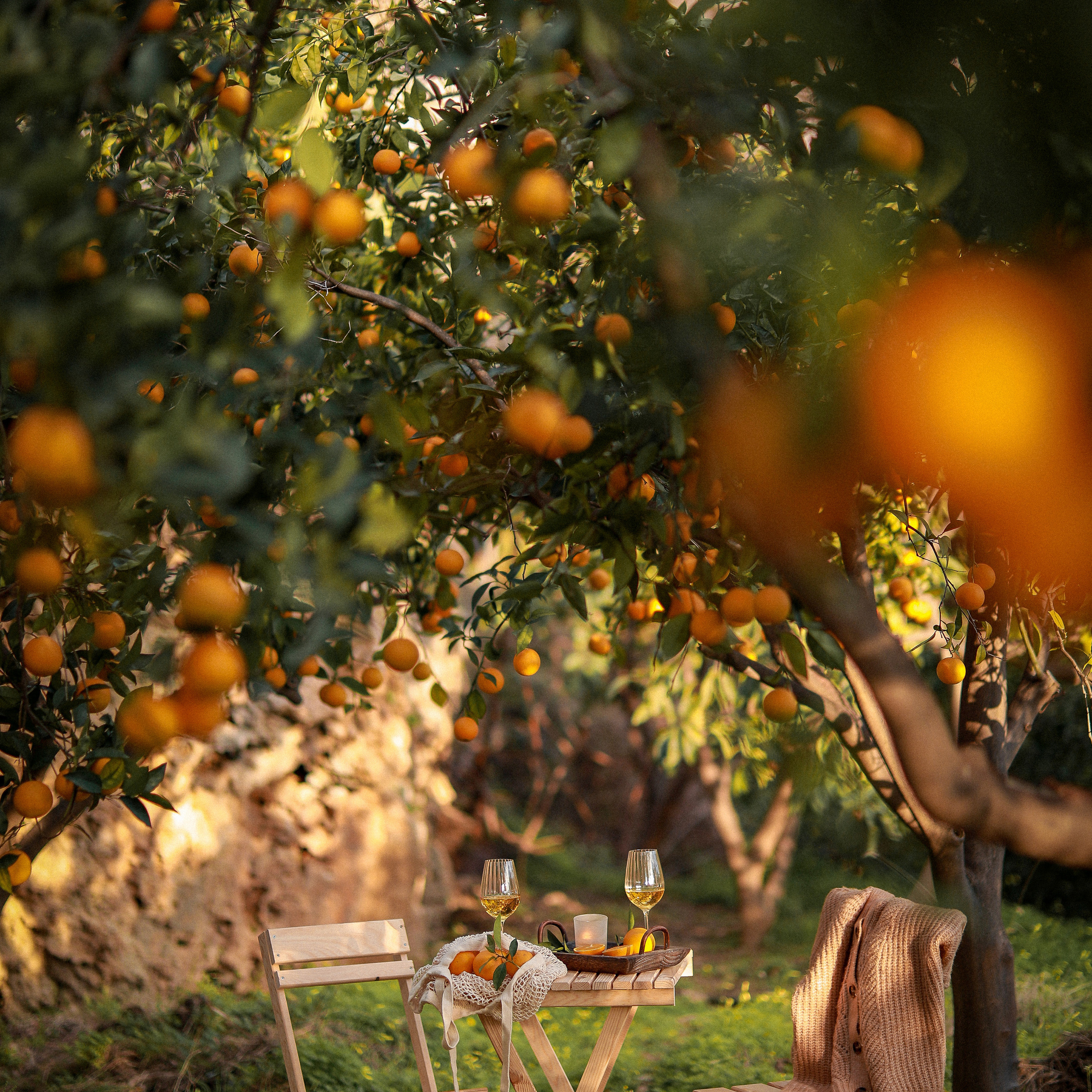 Пикник в апельсиновых садах. Апельсиновое дерево. Апельсиновые сады. Пикник на природе. Picnic. Фотосессия в апельсиновом саду. Цветение в Турции. Что цветет в Турции. Фотограф в Алании. Фотограф в Белек. Фотограф в Анталии. Фотограф в Турции. фотограф , Турция, Анталия, Белек, Сиде, Кемер, фотосессия, апельсиновый сад. 