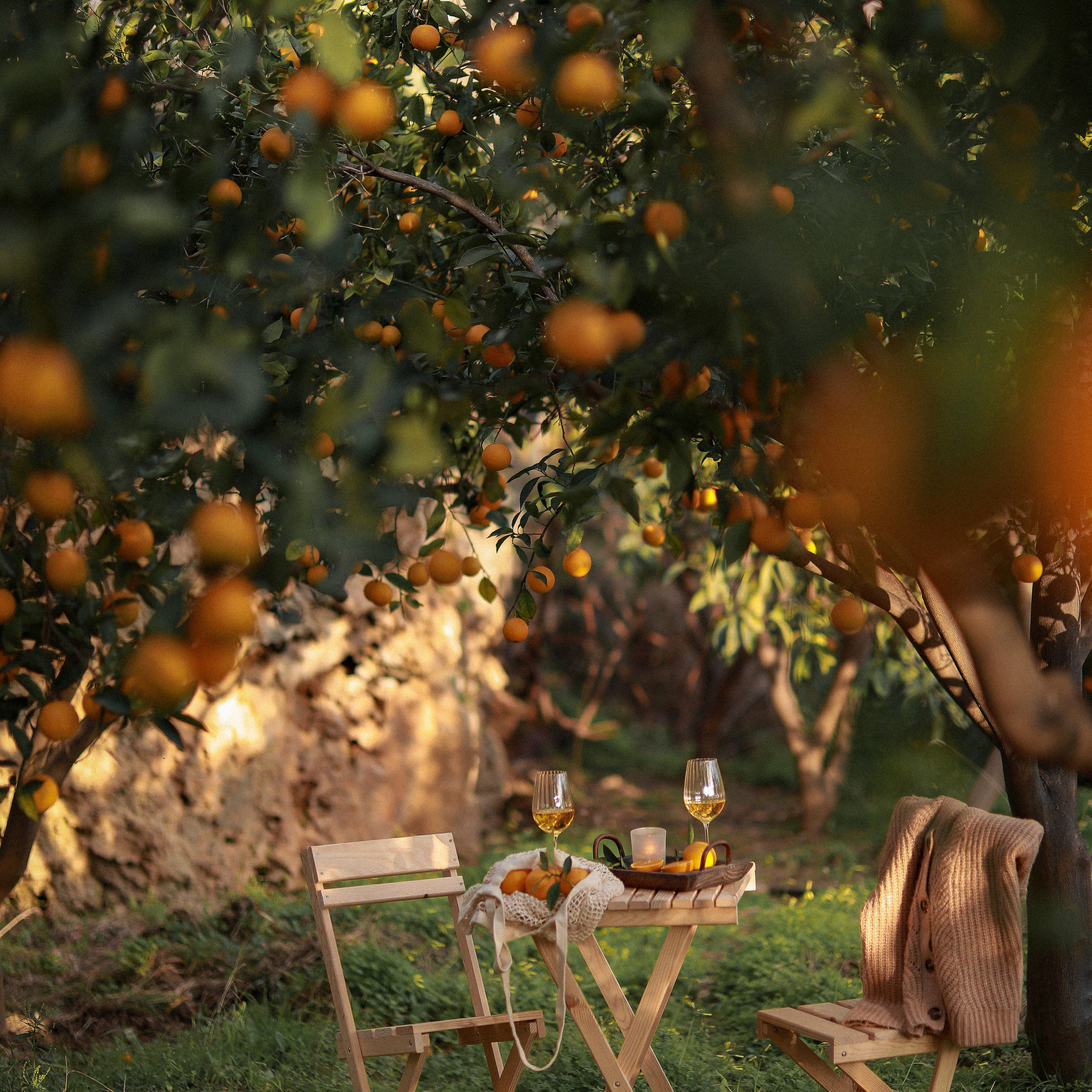 Пикник в апельсиновых садах. Апельсиновое дерево. Апельсиновые сады. Пикник на природе. Picnic. Фотосессия в апельсиновом саду. Цветение в Турции. Что цветет в Турции. Фотограф в Алании. Фотограф в Белек. Фотограф в Анталии. Фотограф в Турции. фотограф , Турция, Анталия, Белек, Сиде, Кемер, фотосессия, апельсиновый сад. 