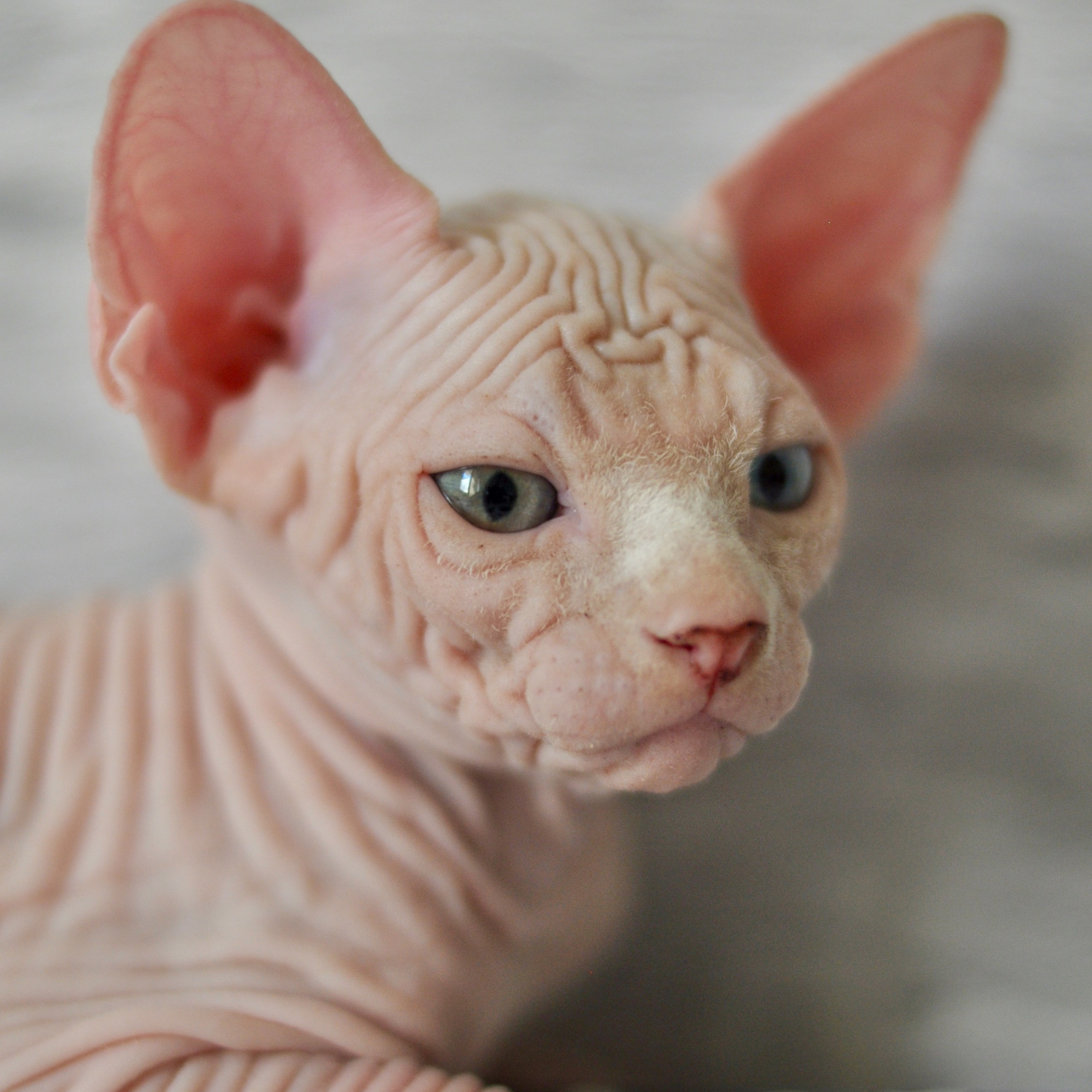 Sphynx kittens. A cattery of Canadian Sphynx breed, located in Limassol, Cyprus