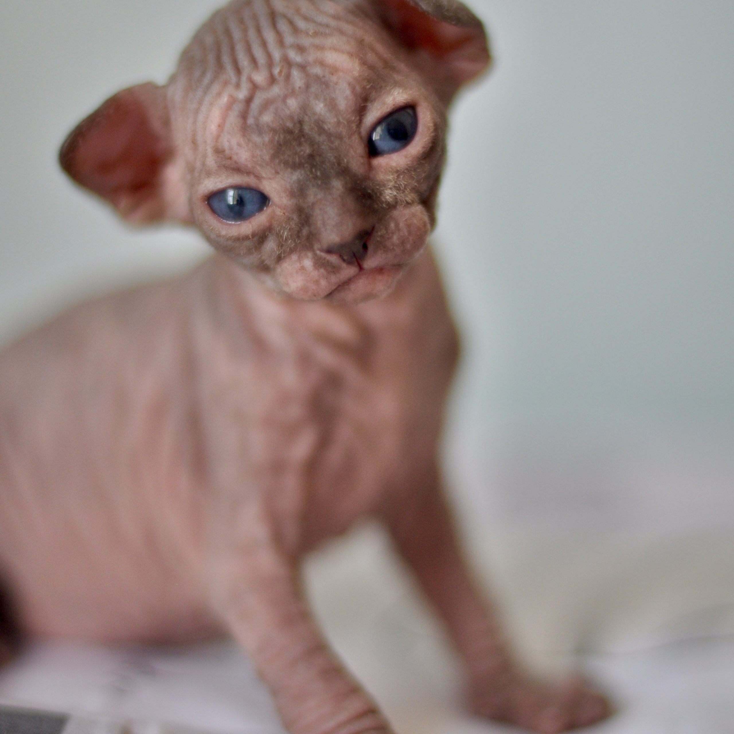 Sphynx kittens UK, Sphynx kittens United Kingdom, Sphynx kittens GB, Sphynx kittens Great Britain, Sphynx kittens London, Sphynx UK, Sphynx United Kingdom, Sphynx GB, Sphynx Great Britain, Sphynx London