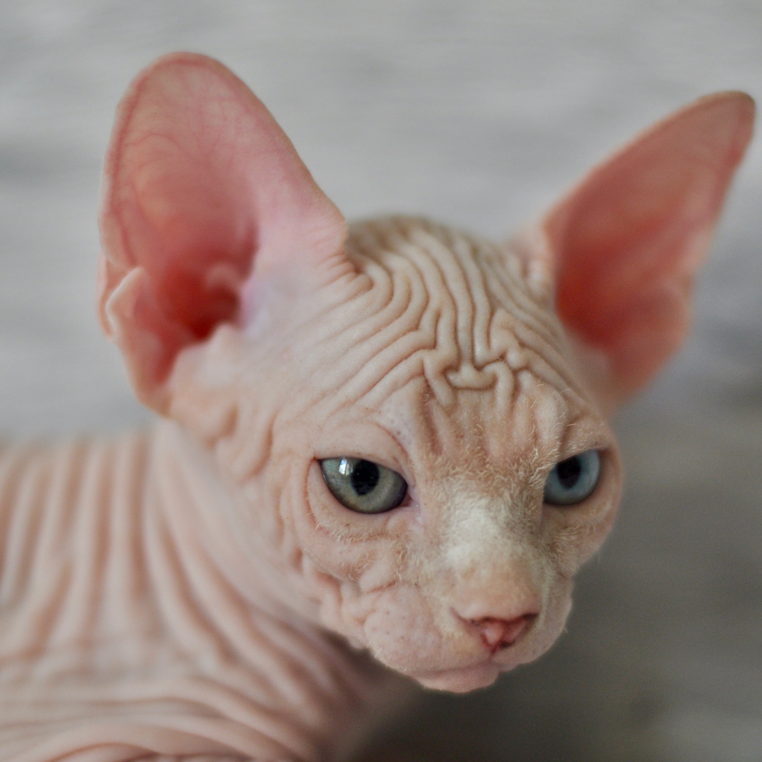 Sphynx kittens. A cattery of Canadian Sphynx breed, located in Limassol, Cyprus