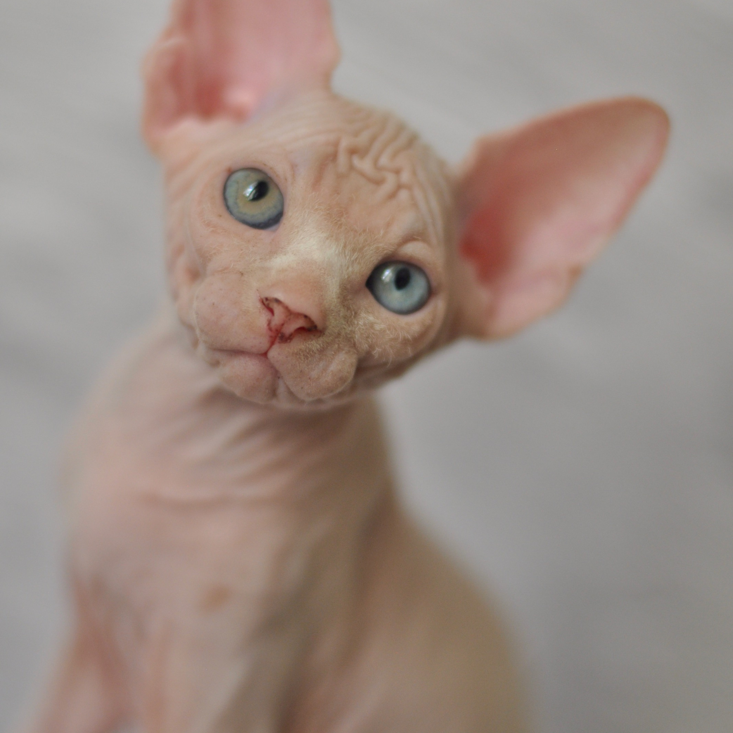 Sphynx kittens. A cattery of Canadian Sphynx breed, located in Limassol, Cyprus