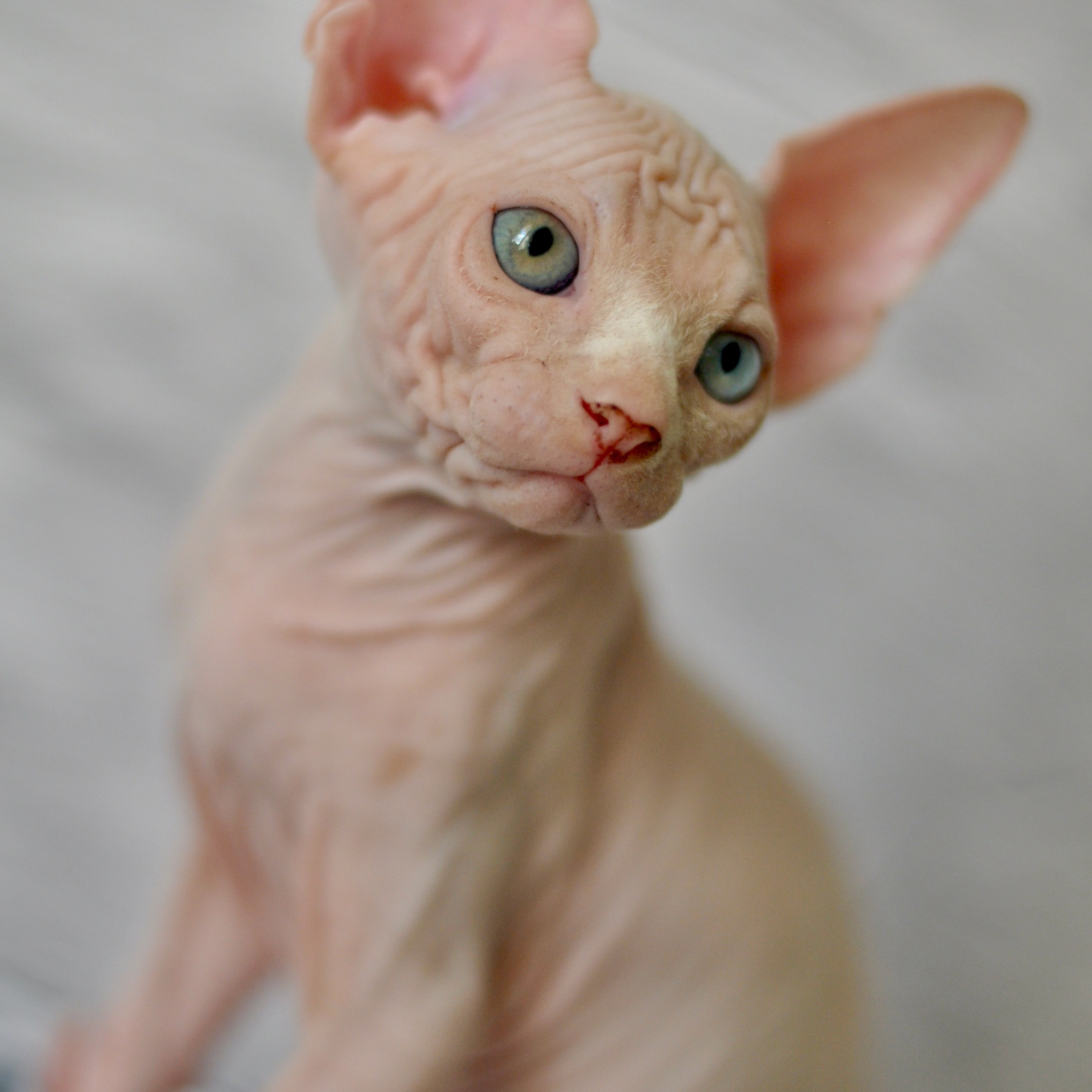 Sphynx kittens. A cattery of Canadian Sphynx breed, located in Limassol, Cyprus