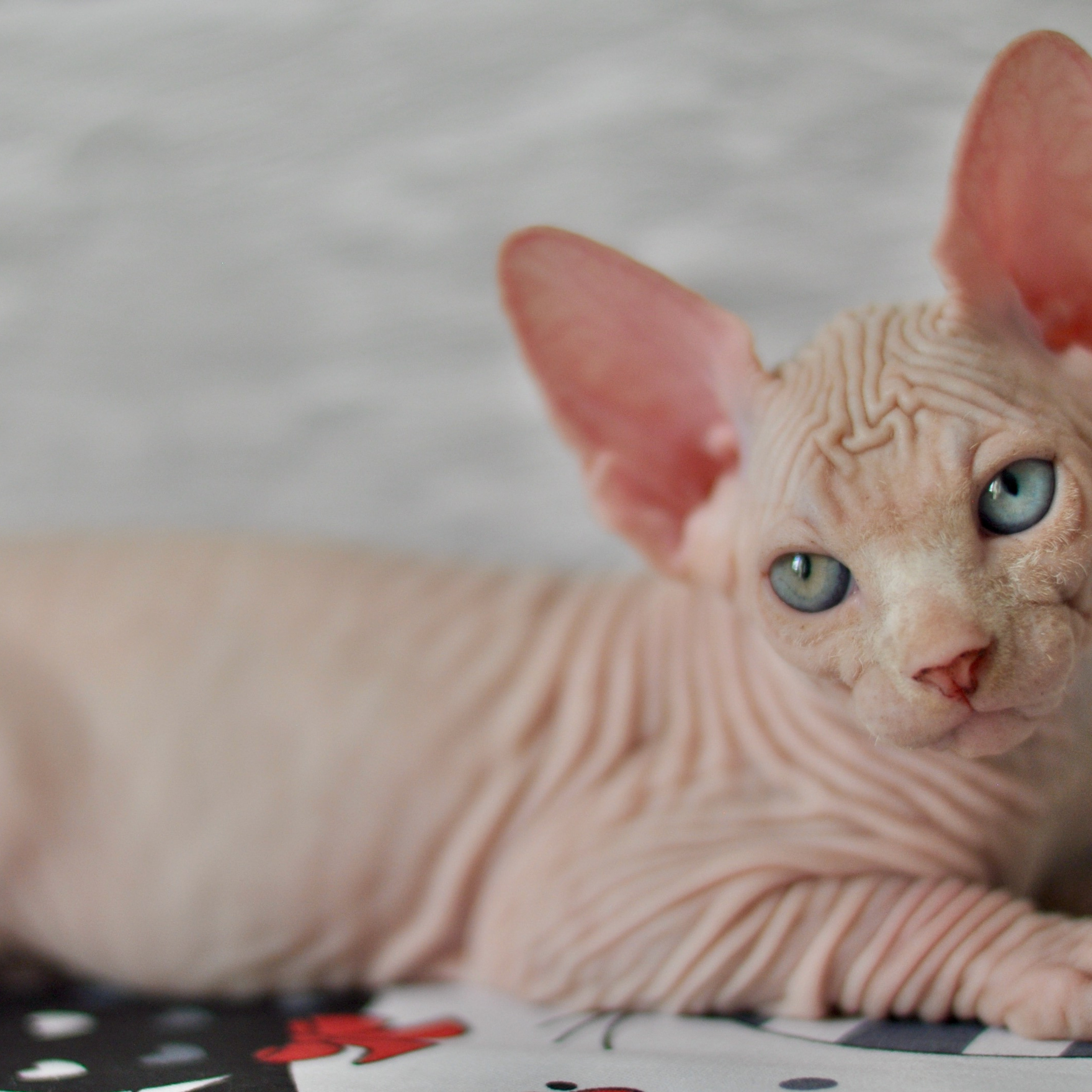 Sphynx kittens. A cattery of Canadian Sphynx breed, located in Limassol, Cyprus
