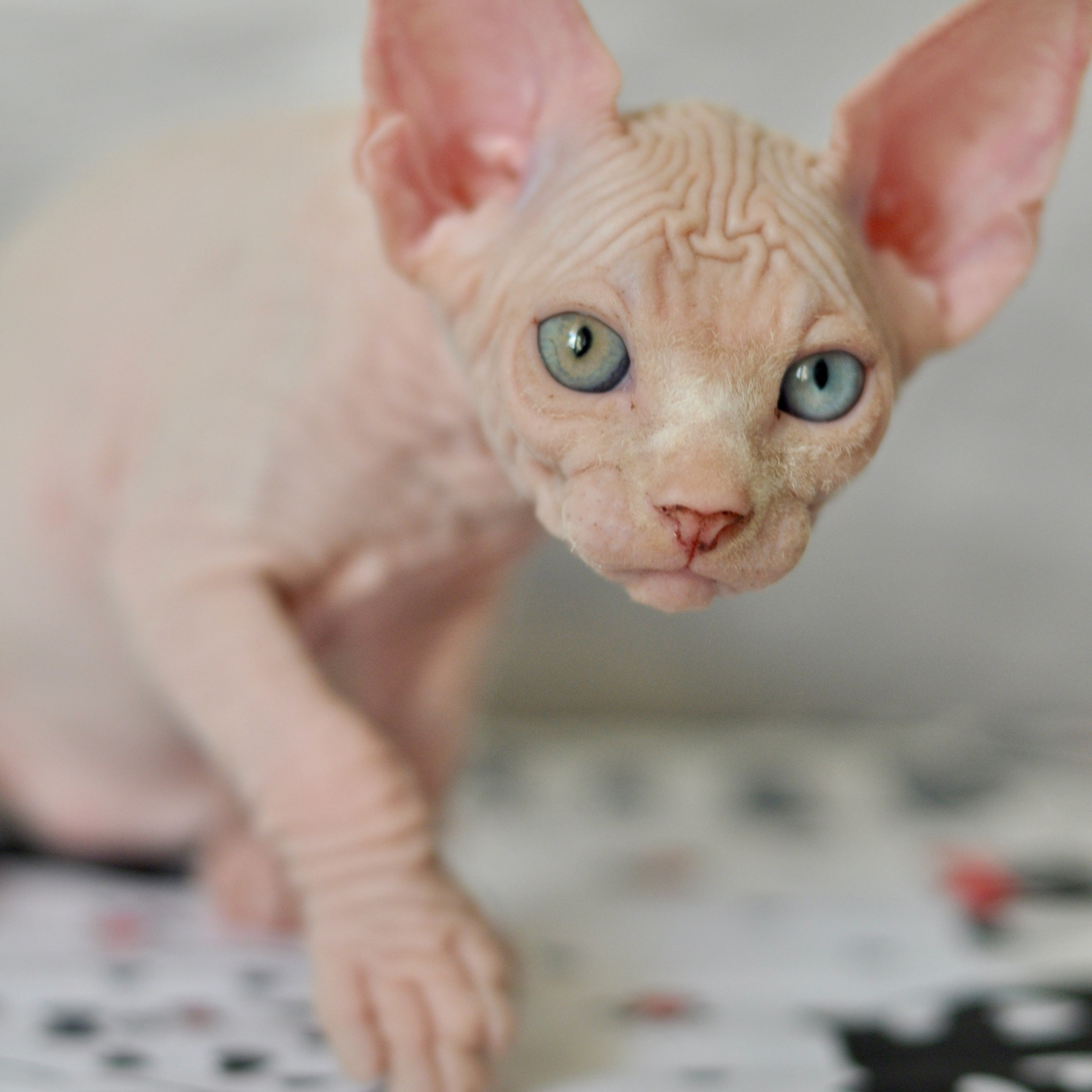 Sphynx kittens. A cattery of Canadian Sphynx breed, located in Limassol, Cyprus